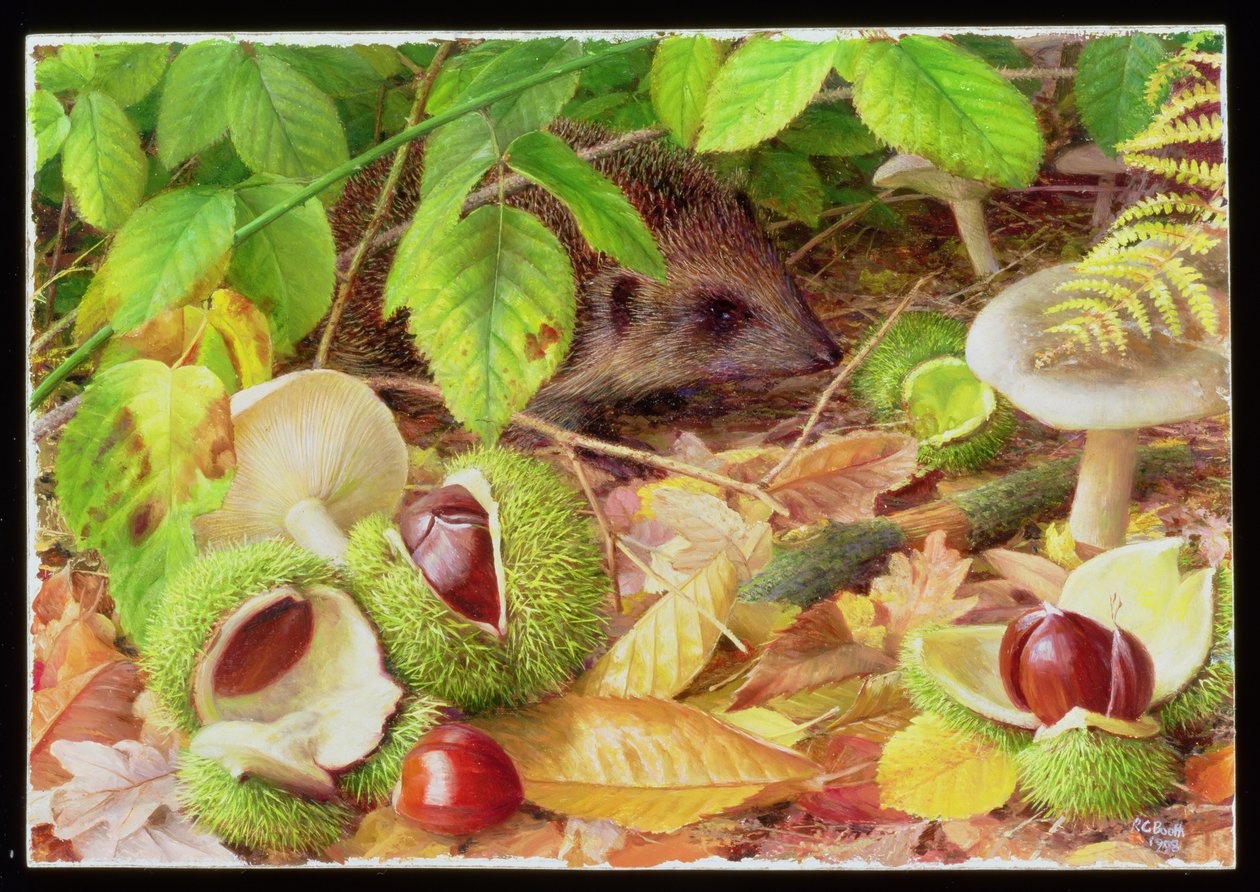 Auf dem Waldboden im Oktober von Raymond Booth