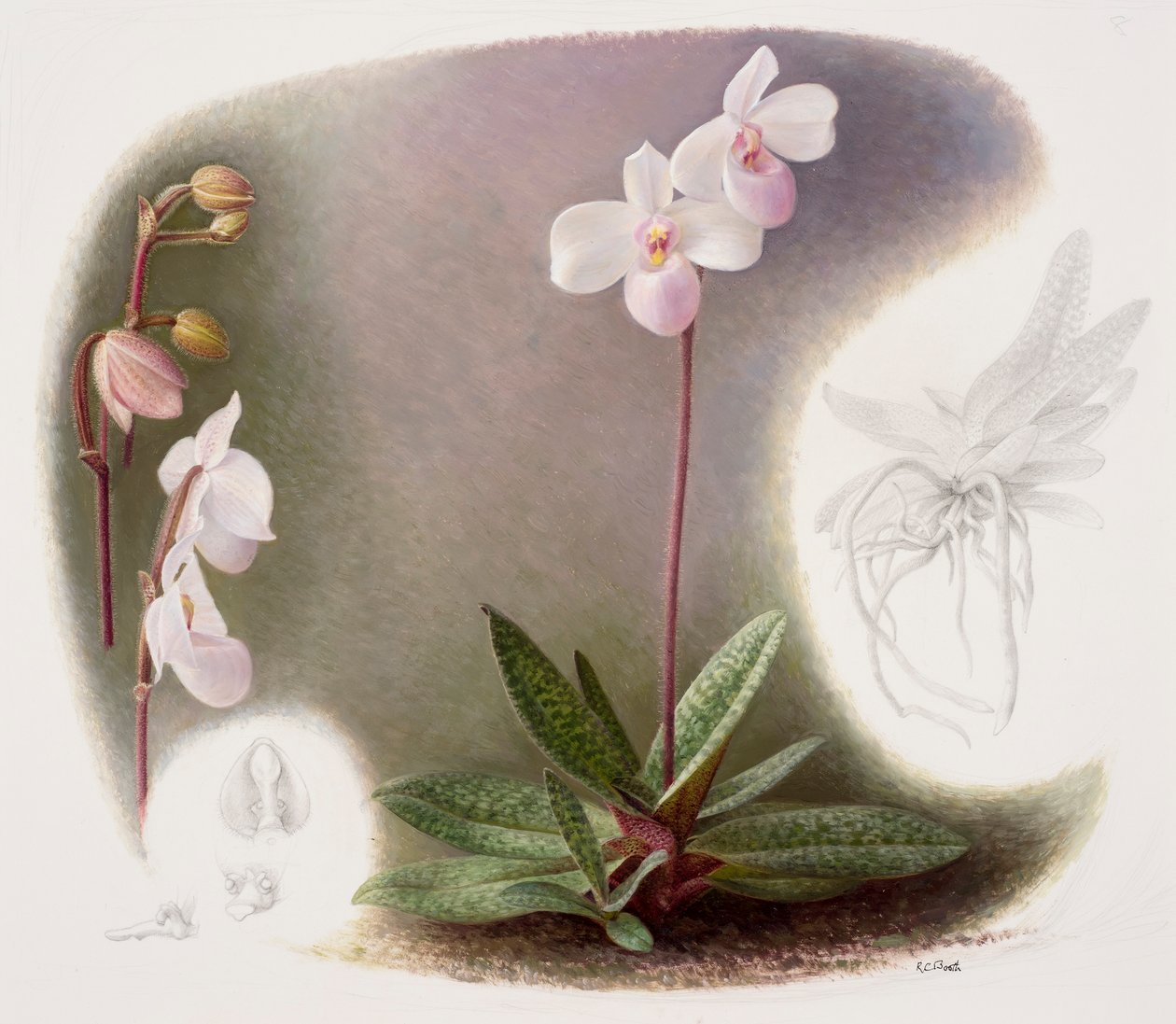 Paphiopedilum delenatii von Raymond Booth