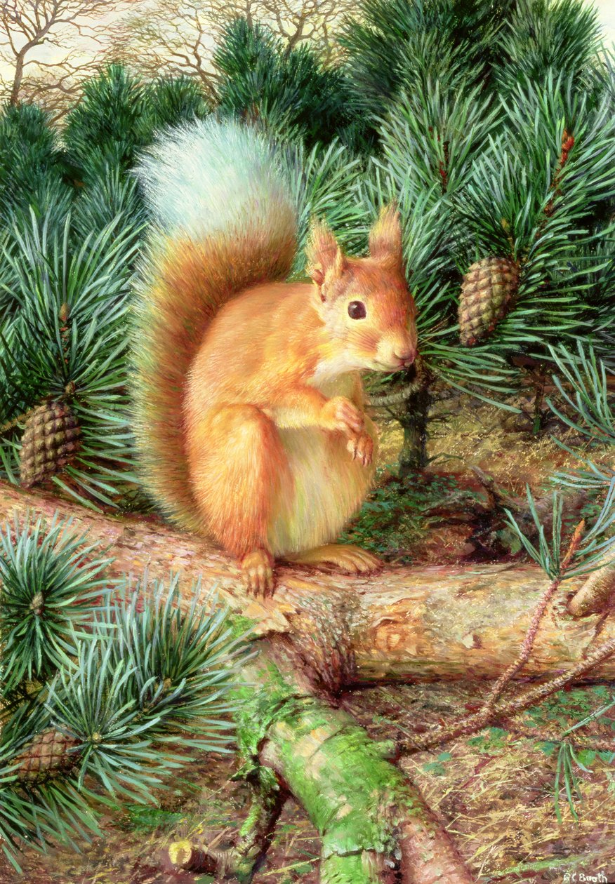 Rotes Eichhörnchen von Raymond Booth