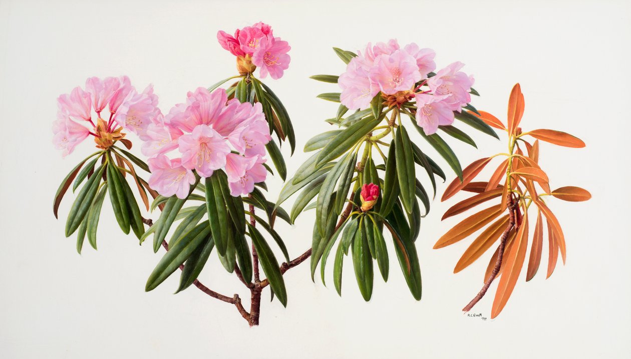 Rhododendron von Raymond Booth