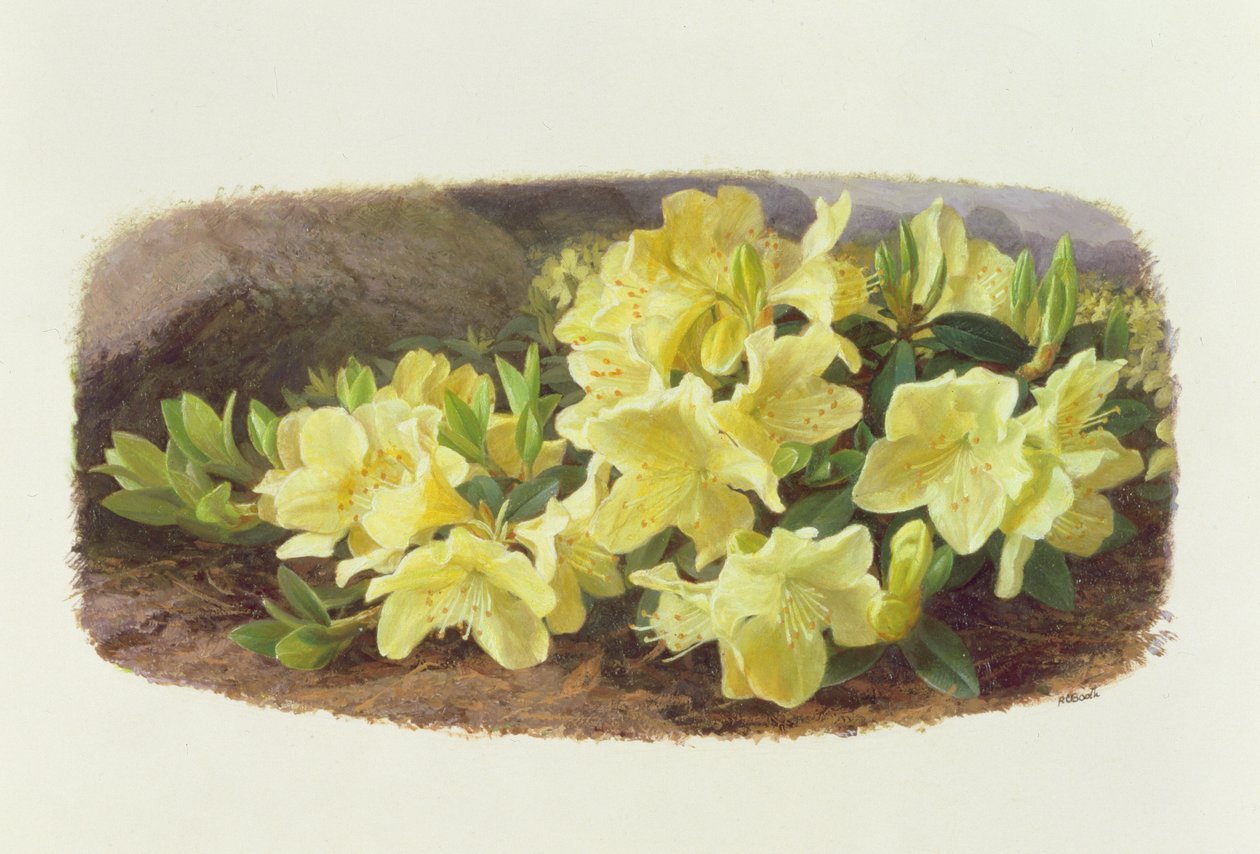 Rhododendron Keiski von Raymond Booth
