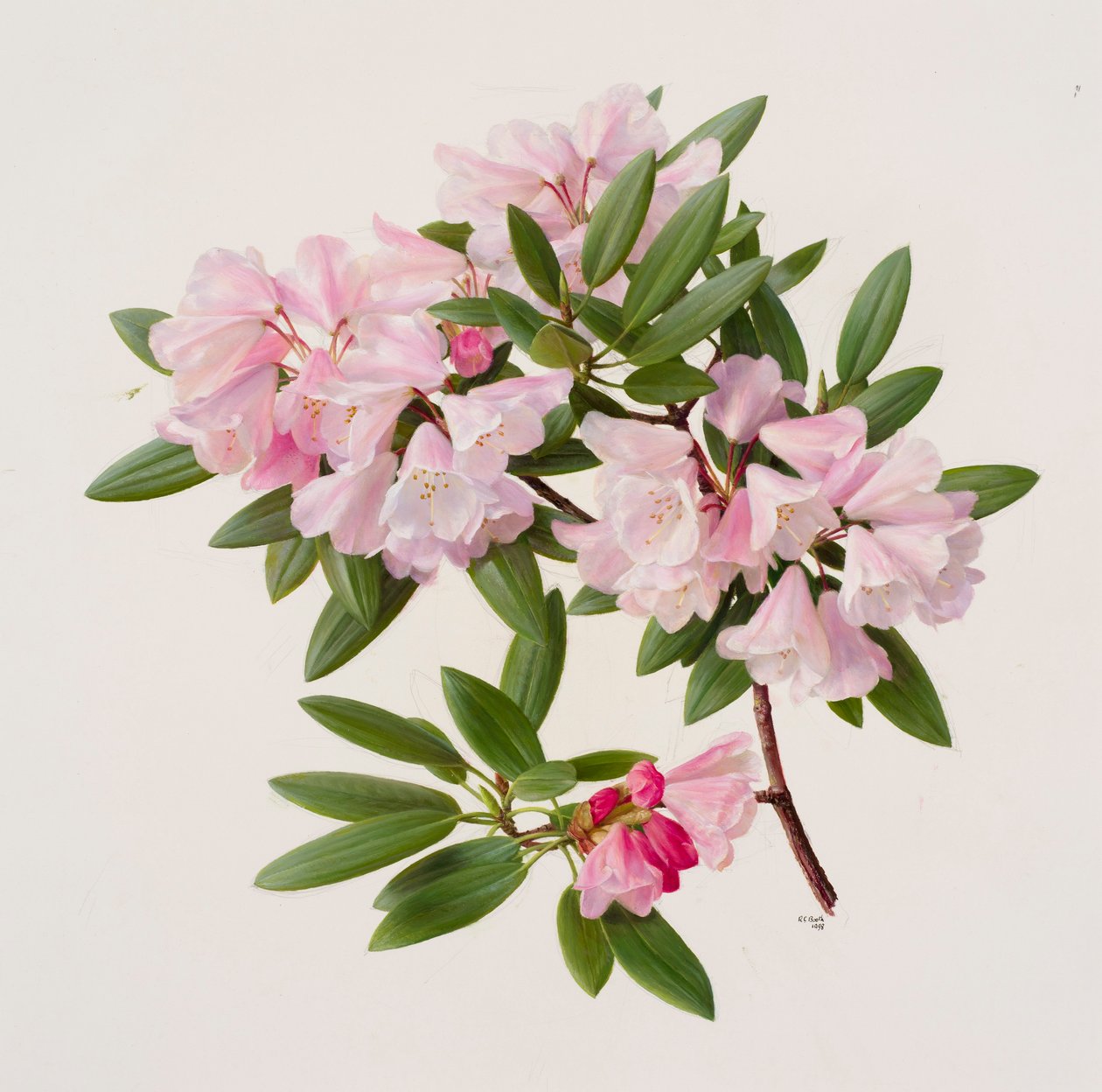 Rhododendron maculiferum anwheiense von Raymond Booth