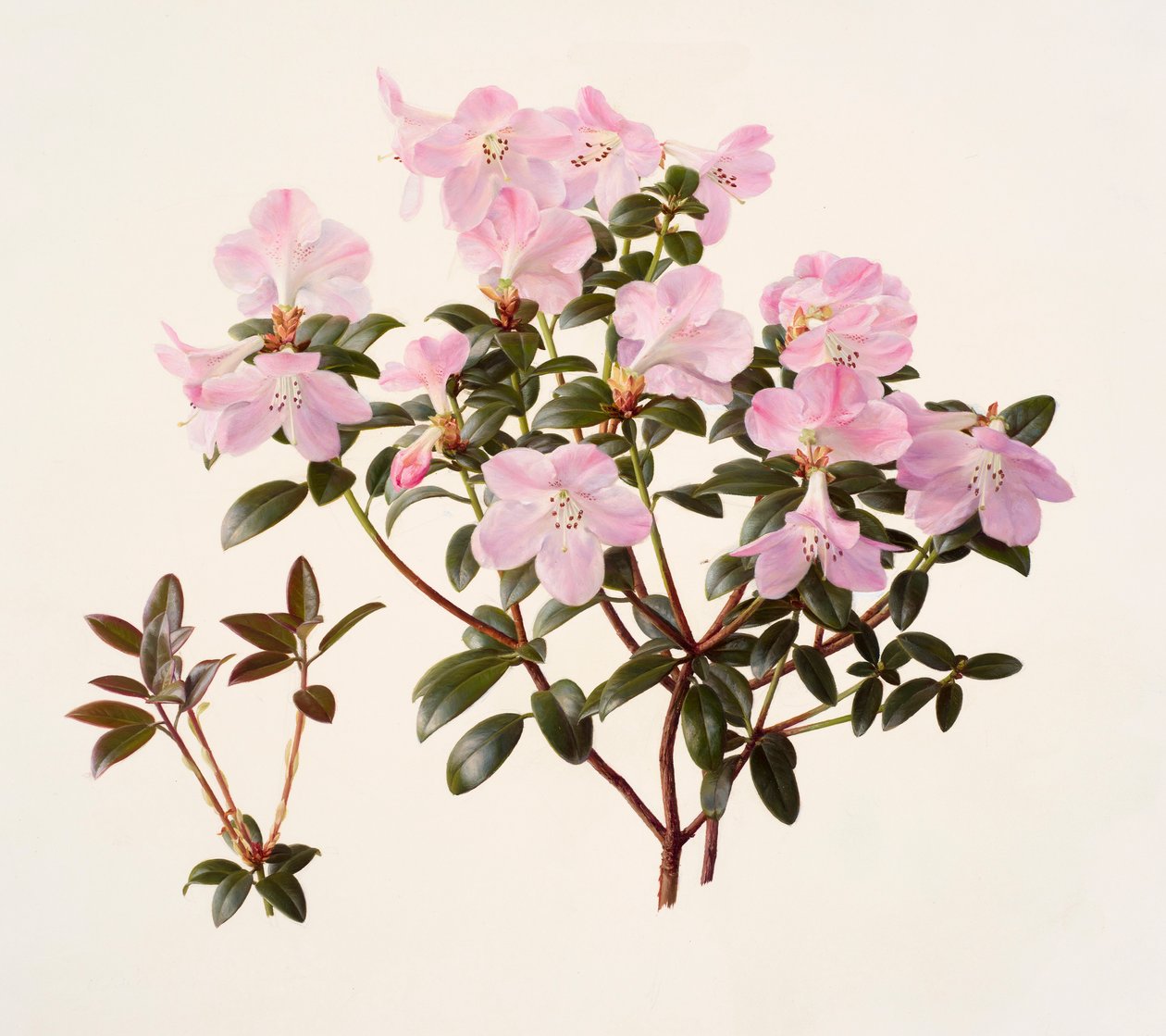 Rhododendron moupinense mit rosa Blüten von Raymond Booth