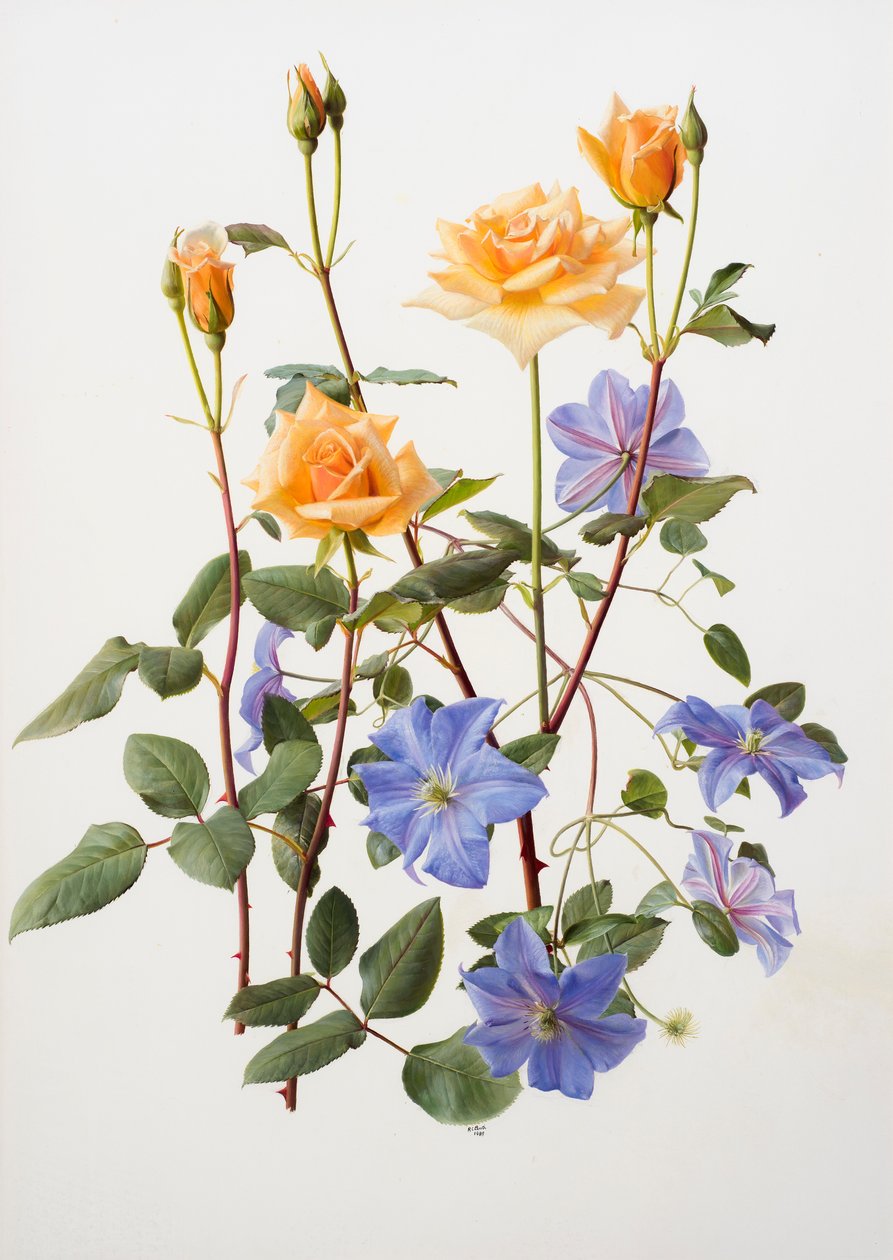 Rose und Clematis von Raymond Booth