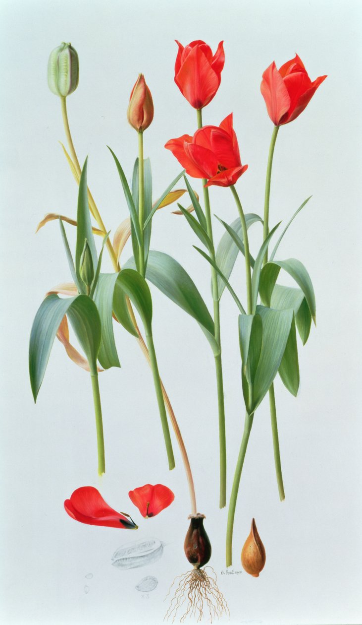 Tulipa Amabilis von Raymond Booth
