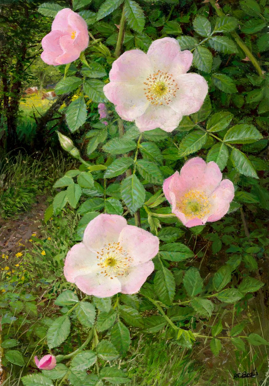 Wilde Rosen von Raymond Booth