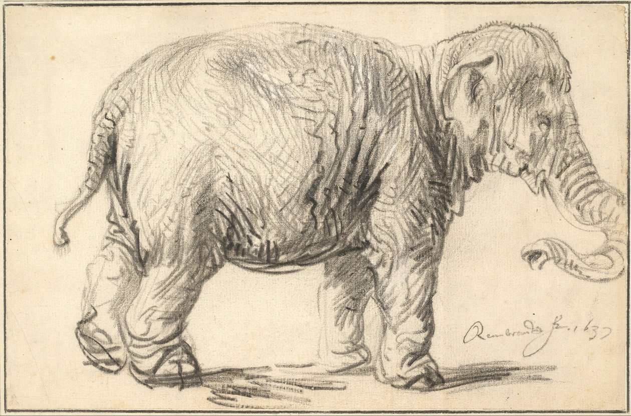 Ein Elefant, 1637 von Rembrandt van Rijn