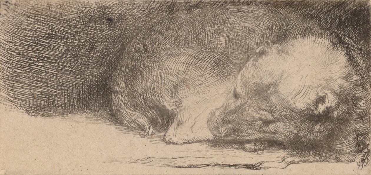 Schlafender Welpe, ca. 1640 von Rembrandt van Rijn