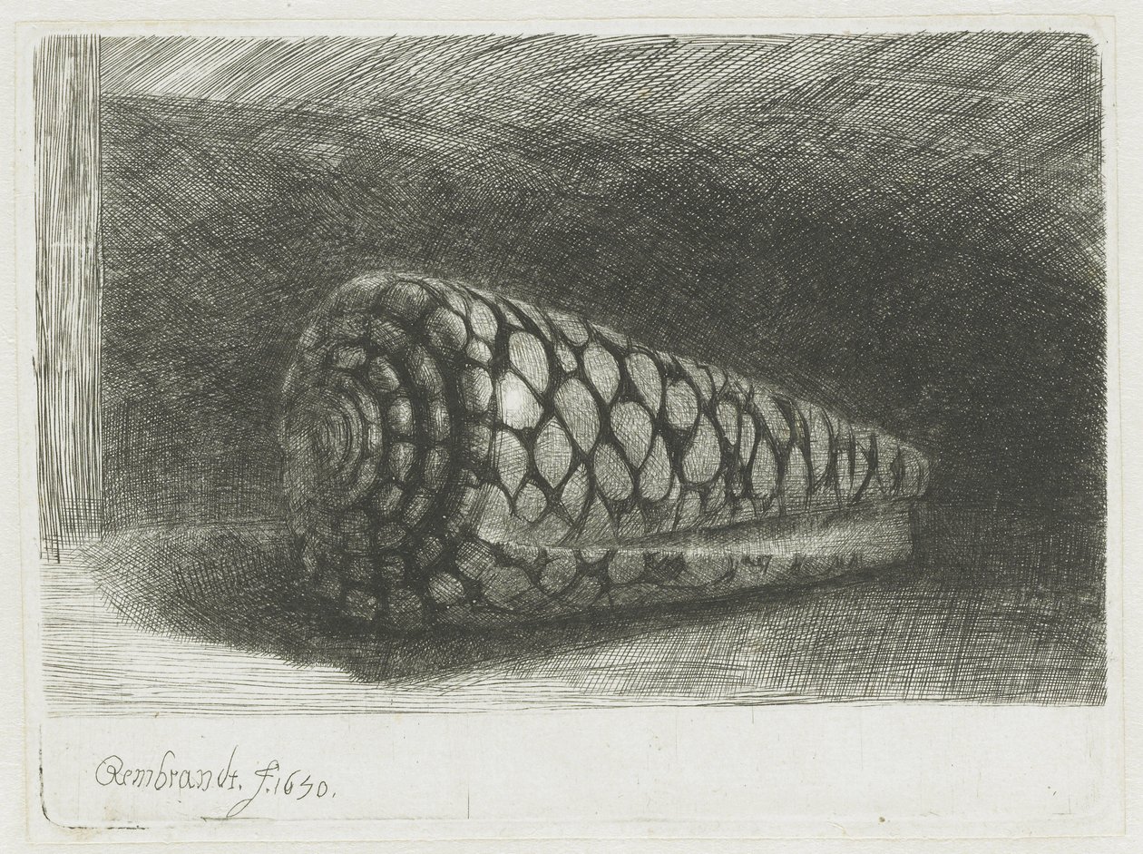 Die Muschel von Rembrandt van Rijn