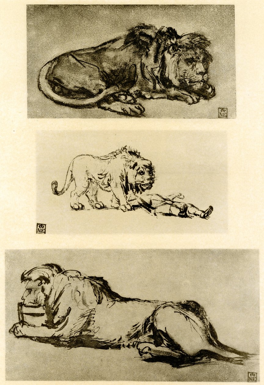 Drei Löwenstudien von Rembrandt van Rijn