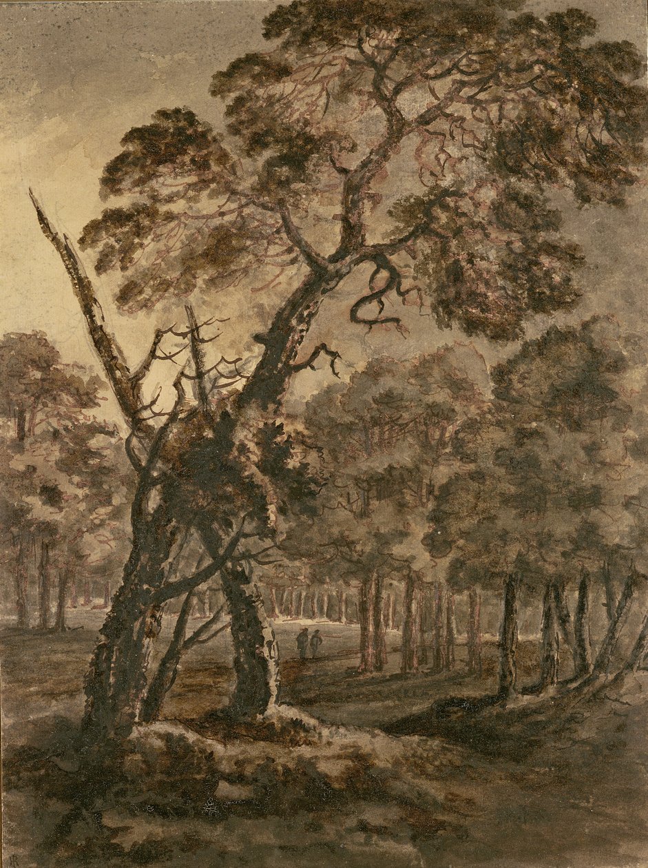 Waldszene, eine riesige schottische Kiefer und Waldlichtung, 1771 von Rev. William Gilpin