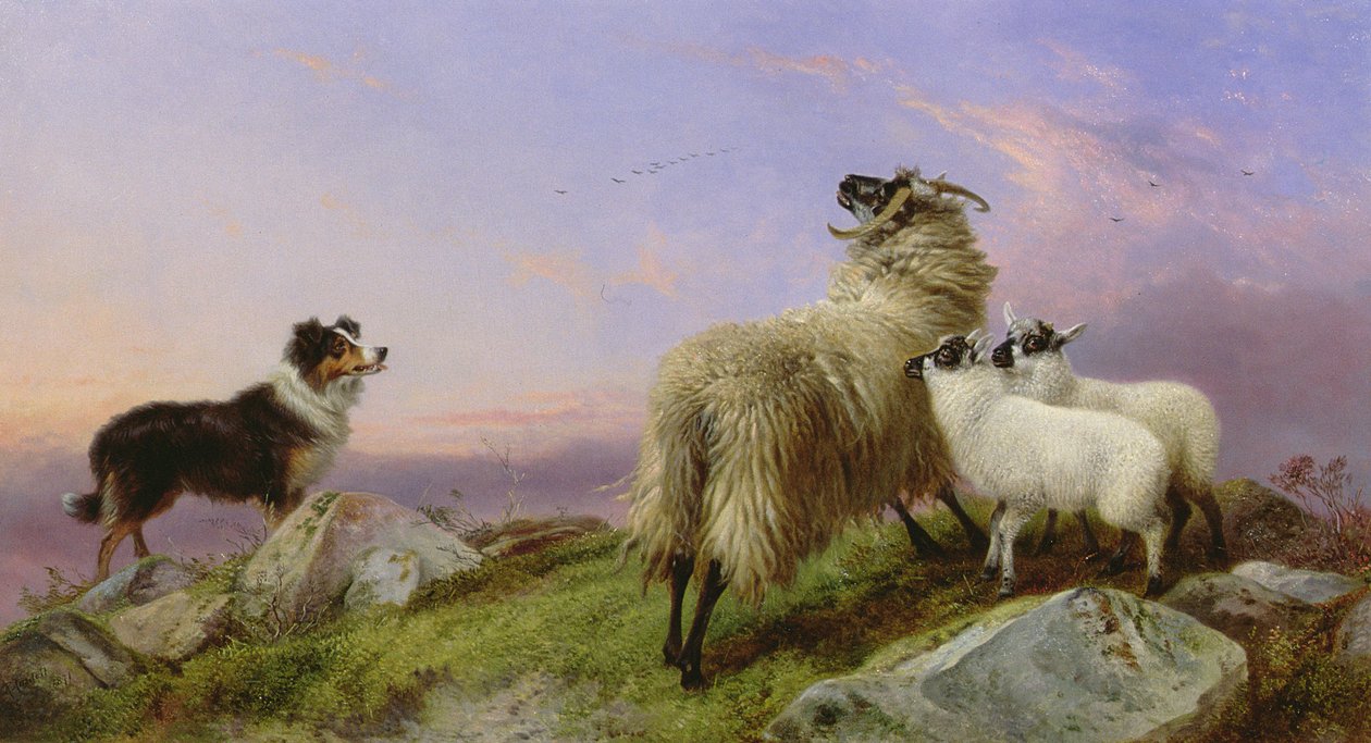 Collie, Mutterschaf und Lämmer von Richard Ansdell