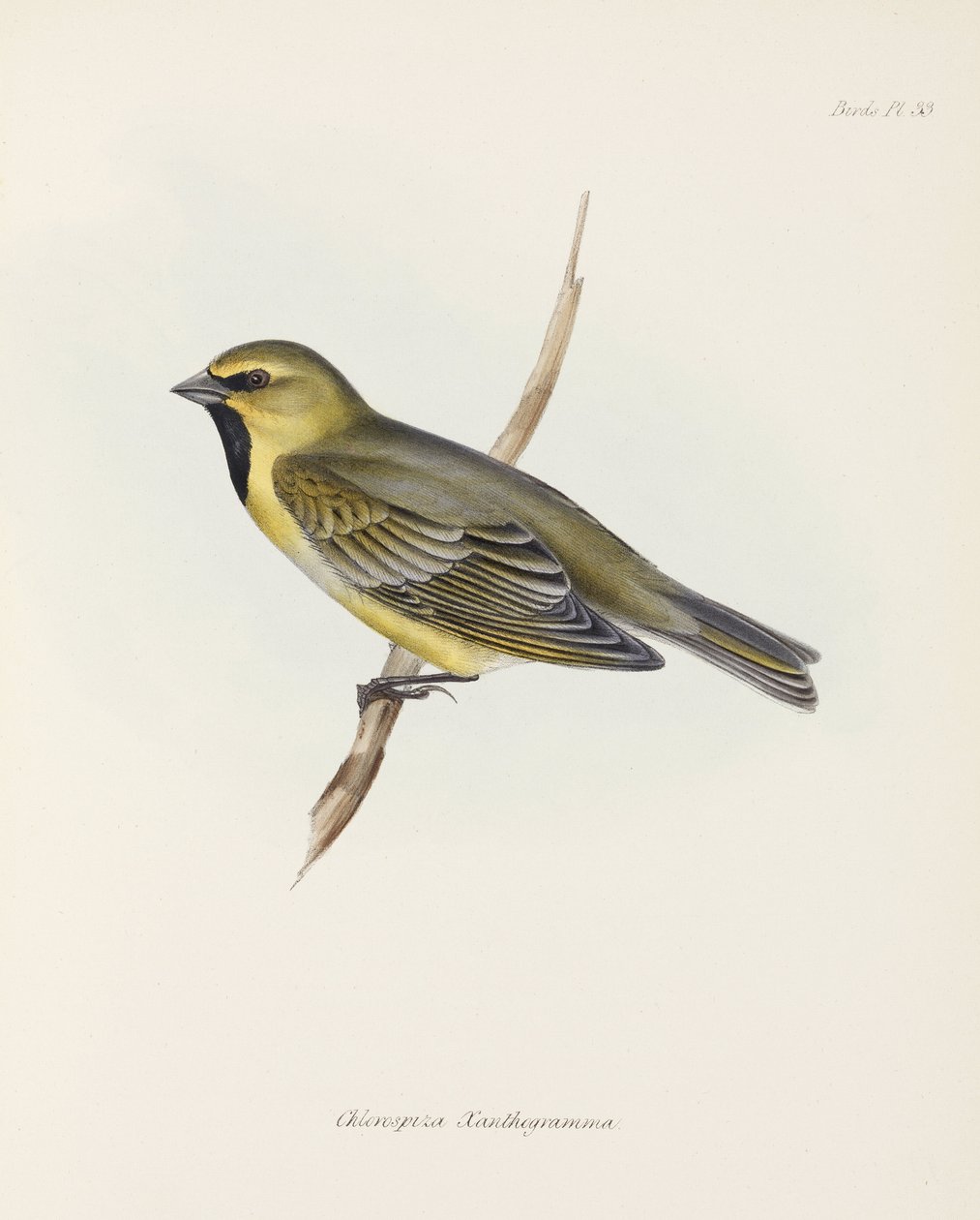 Fink, um 1832-1836 von John Pardon