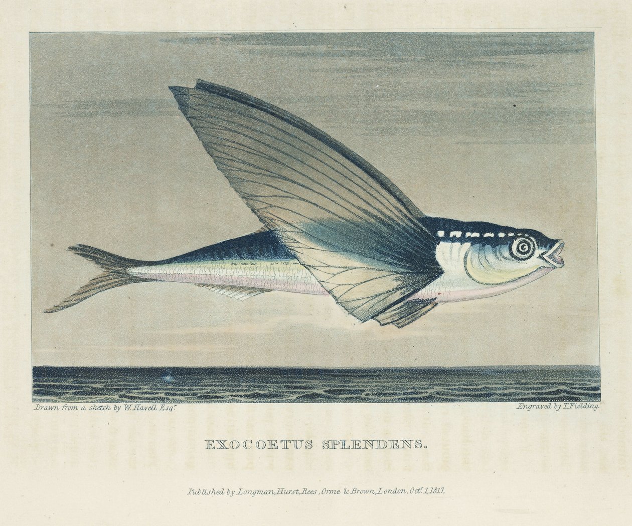 Fliegender Fisch von John Pardon