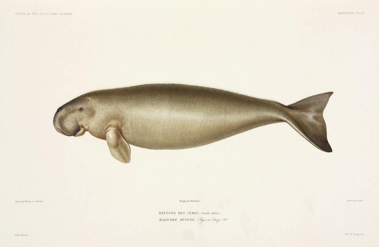 Halicore Dugong von John Pardon