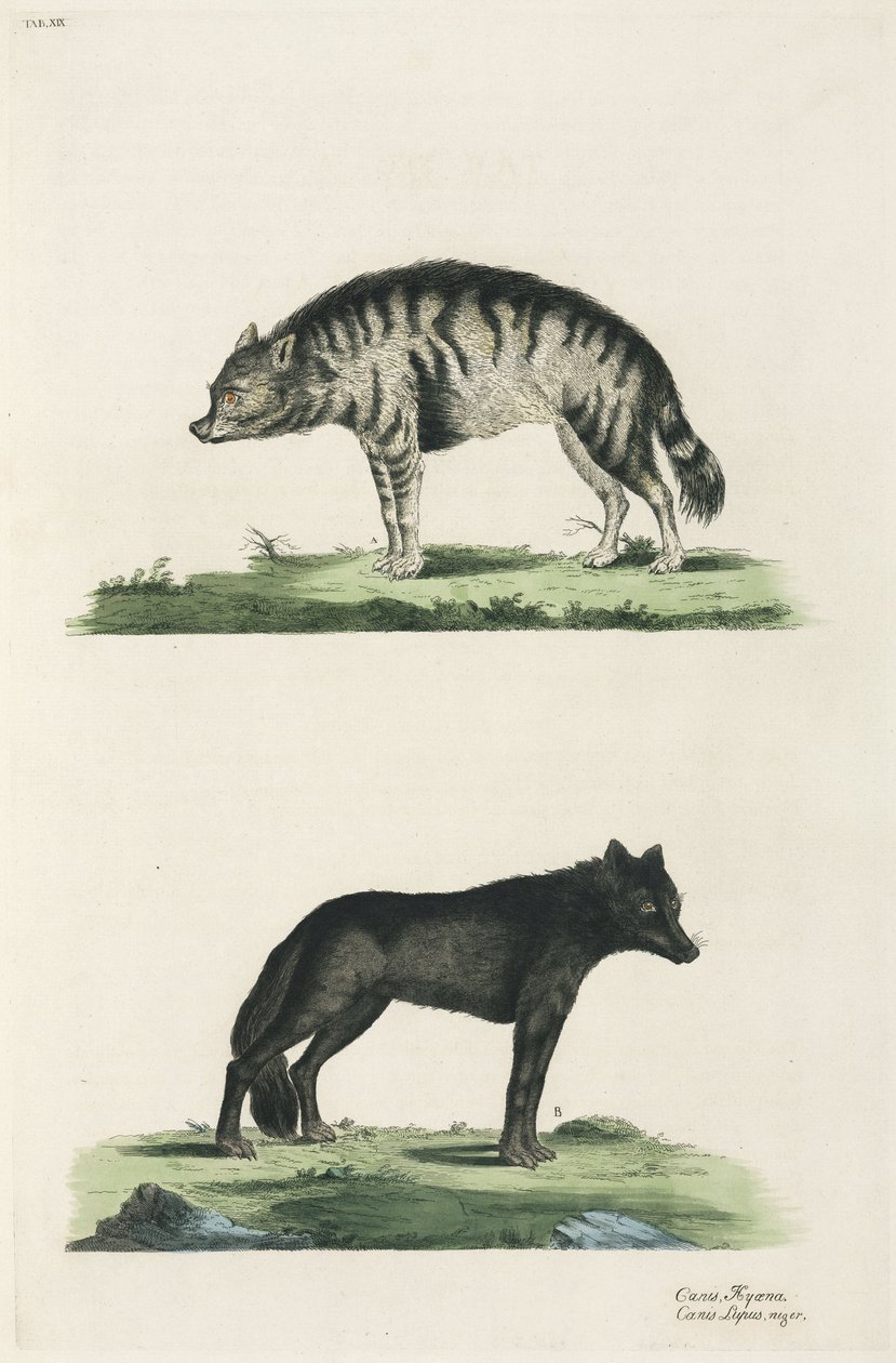 Hyäne und Wolf von John Pardon