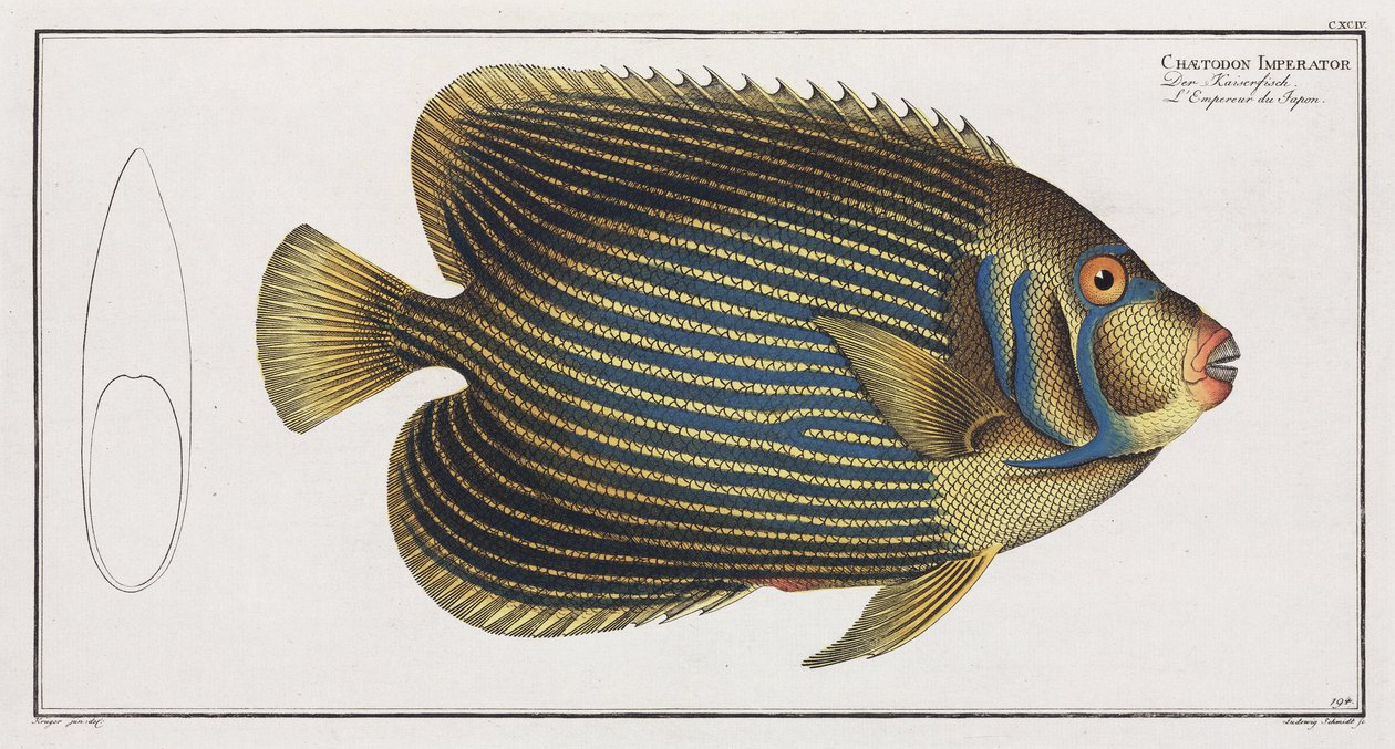 Kaiserfisch von John Pardon