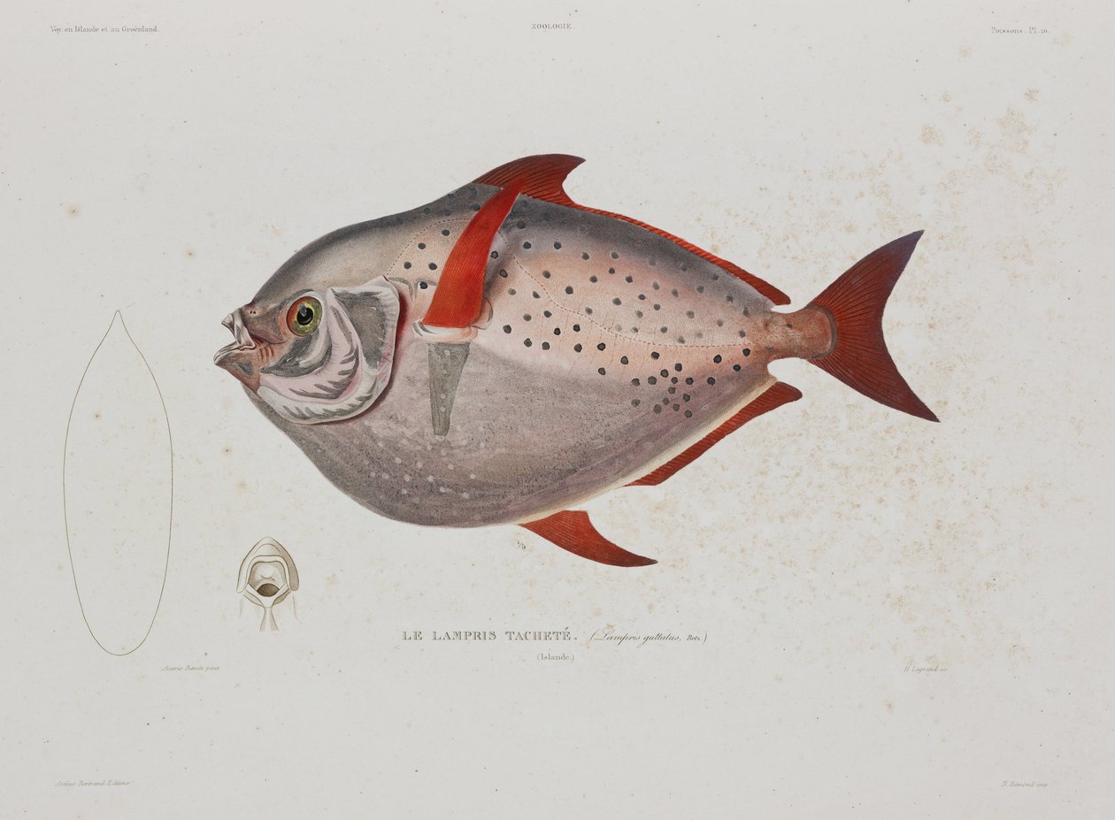 Mondfisch, Island, frühes 19. Jahrhundert von John Pardon