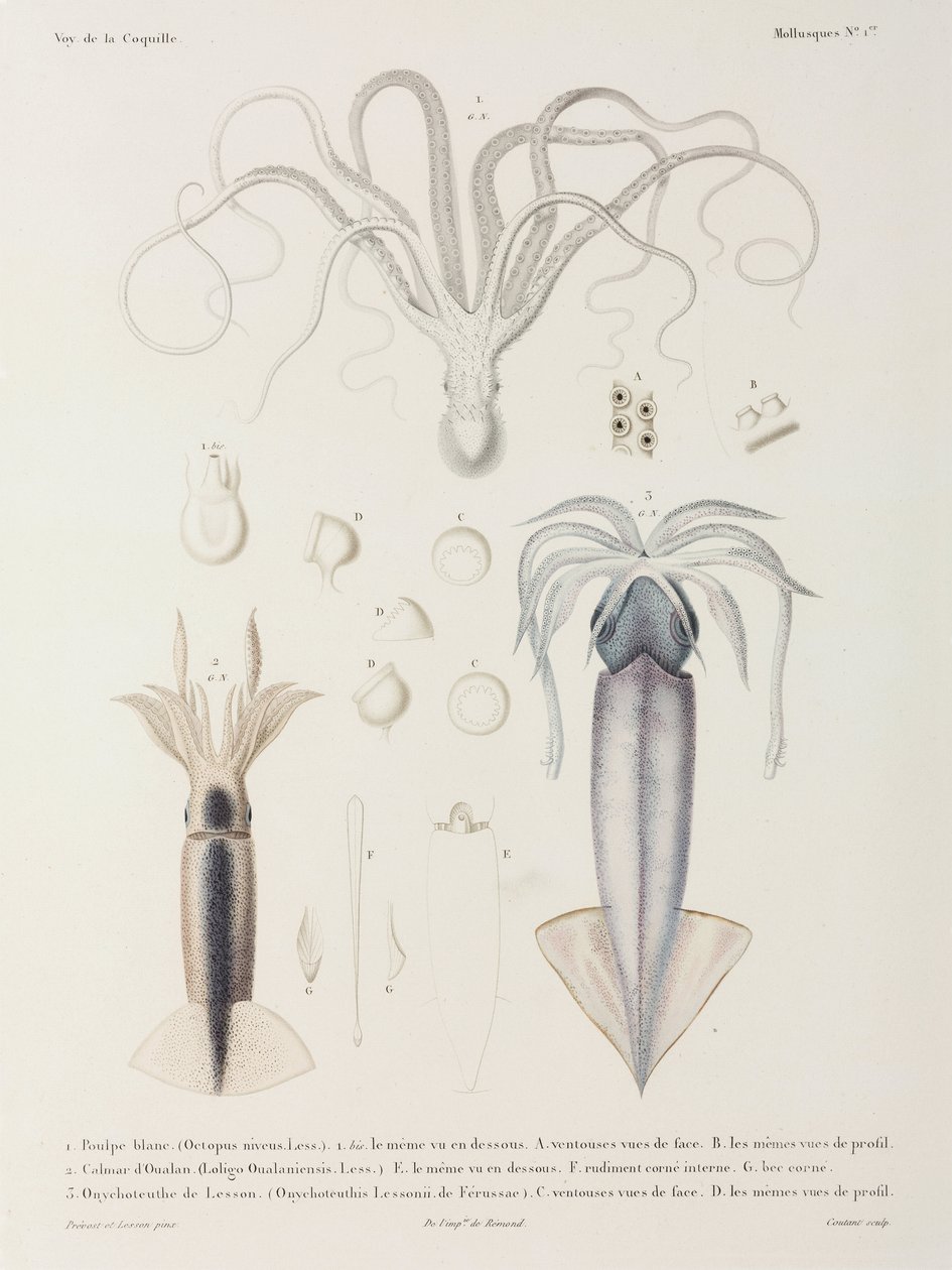 Oktopus und Tintenfisch von John Pardon