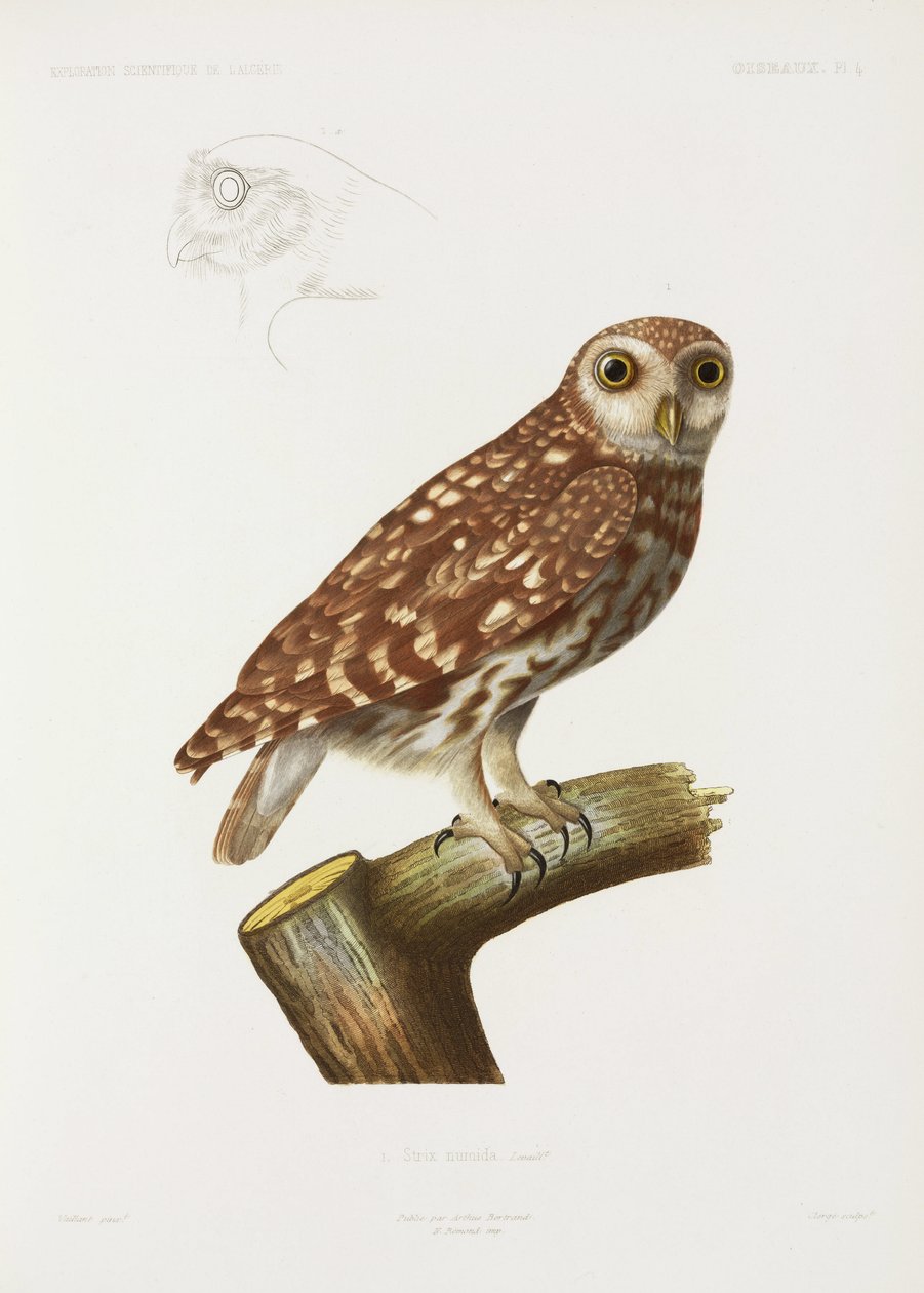 Eule, Algerien von John Pardon