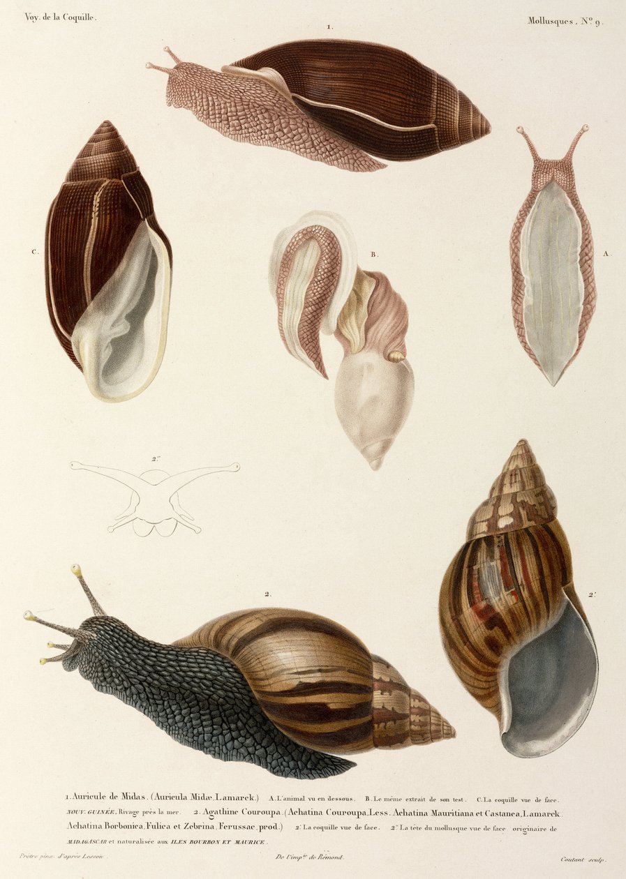 Schnecken, Neuguinea, Madagaskar und Mauritius von John Pardon