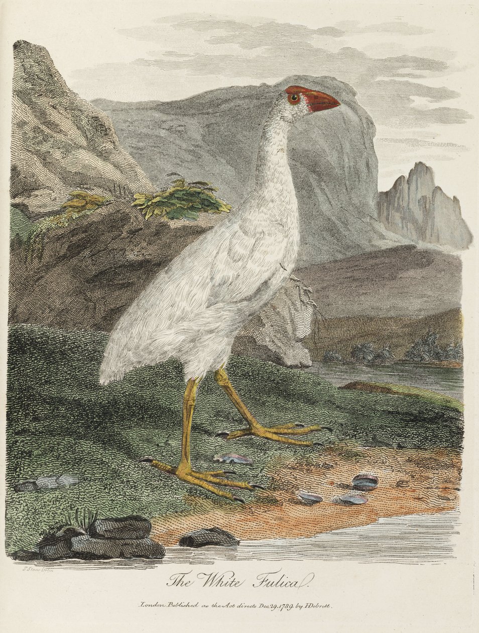 Die Weiße Fulica von John Pardon