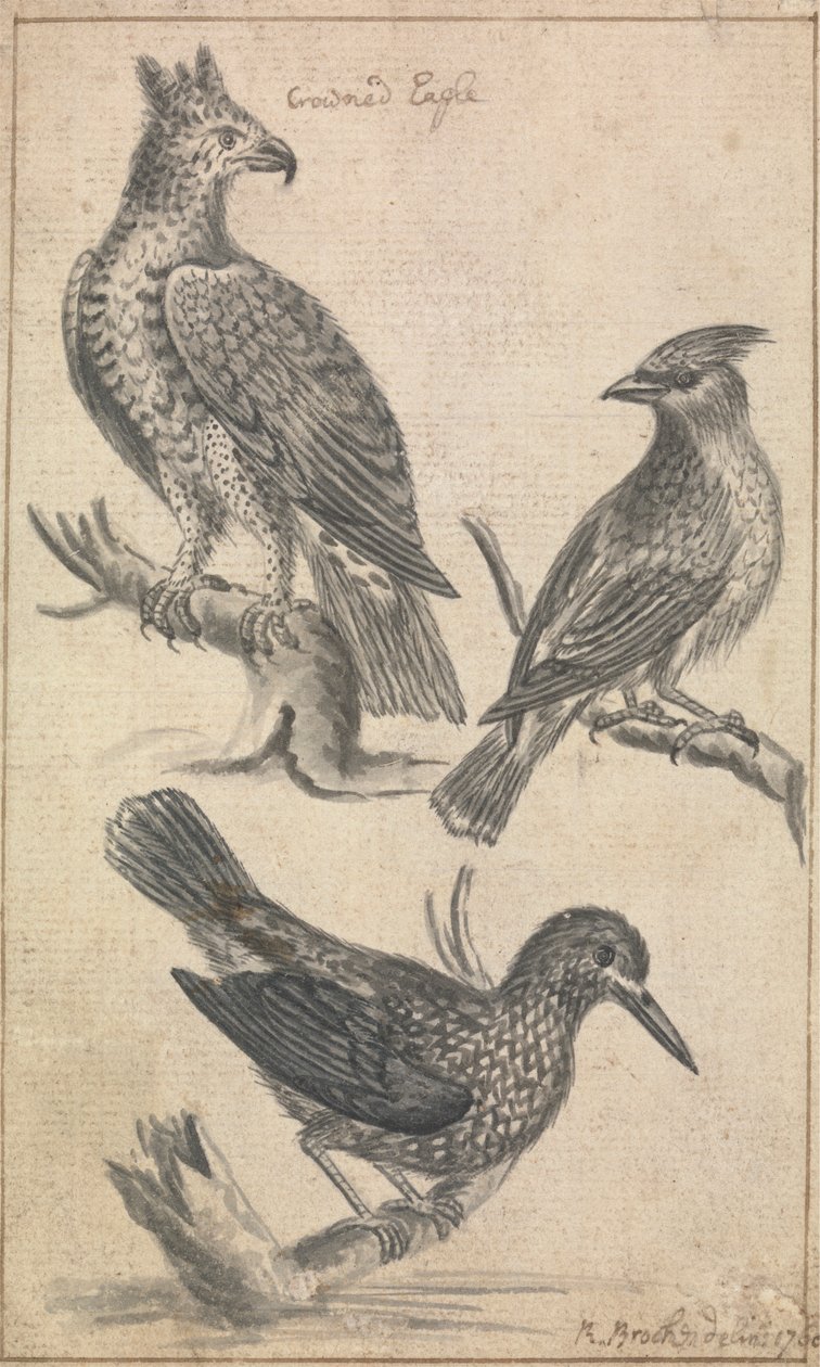Gekrönter Adler und zwei Vögel von Richard Brookes