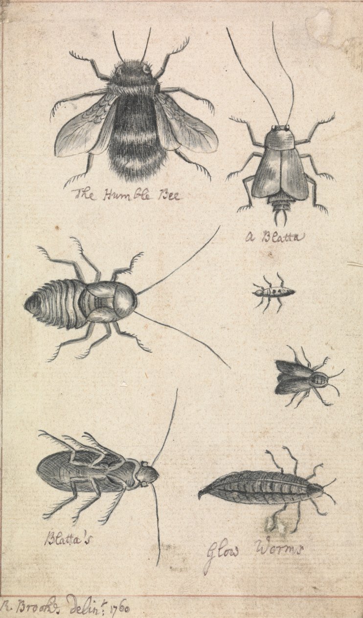 Die Hummel und Insekten von Richard Brookes
