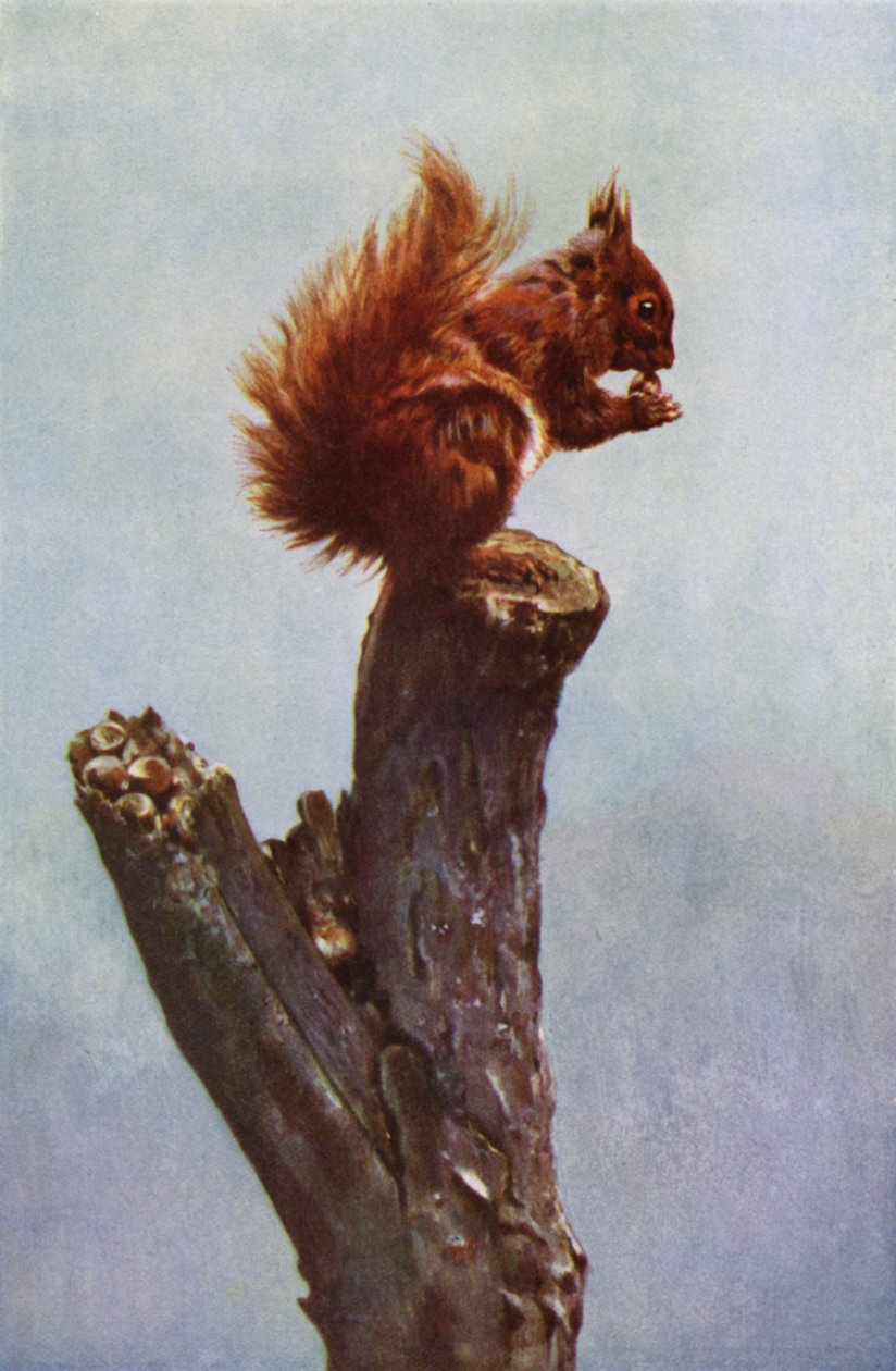 Das Eichhörnchen von Richard and Cherry Kearton