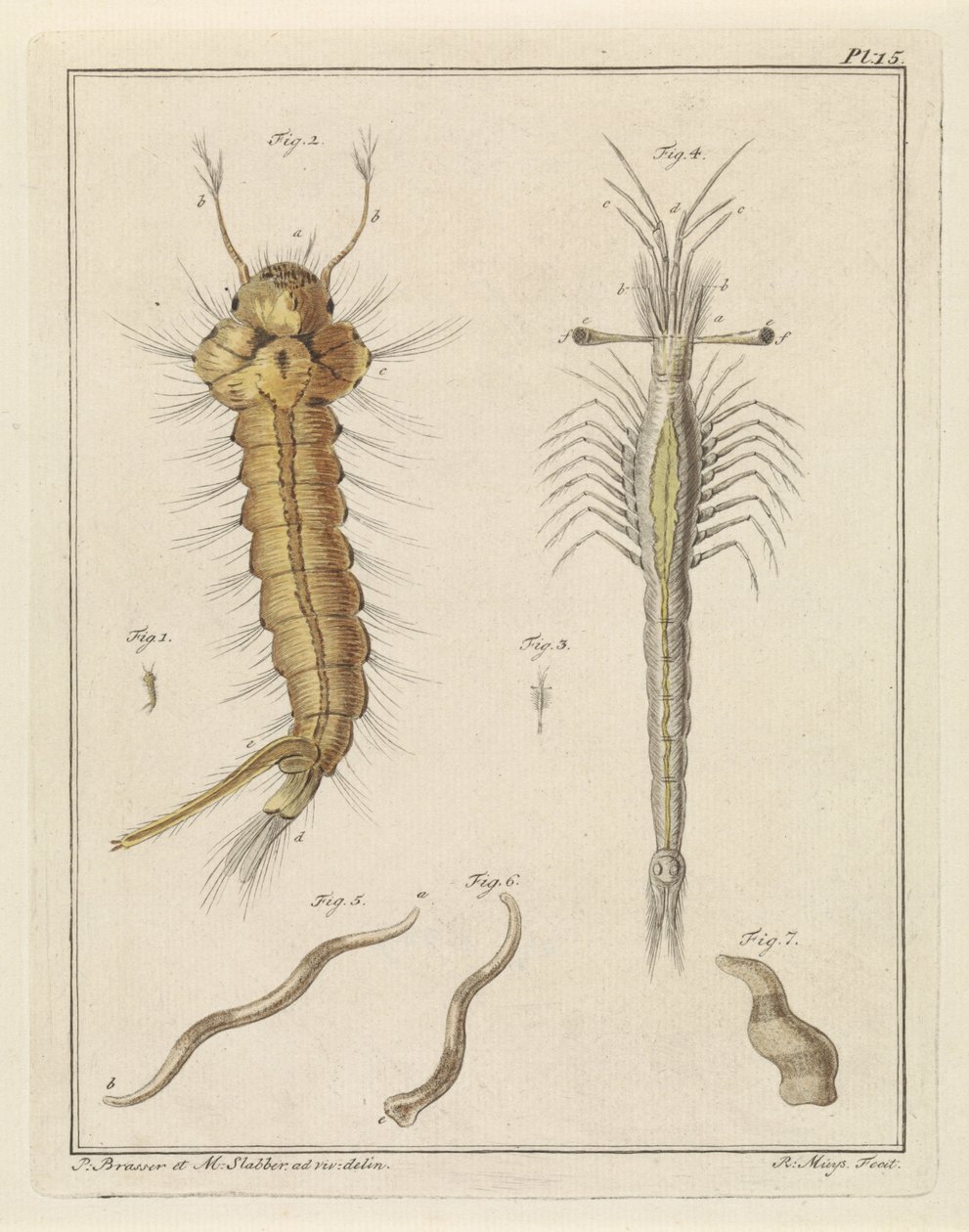 Stechmücke, Trompetenauge und ein Wurm von Robbert Muys
