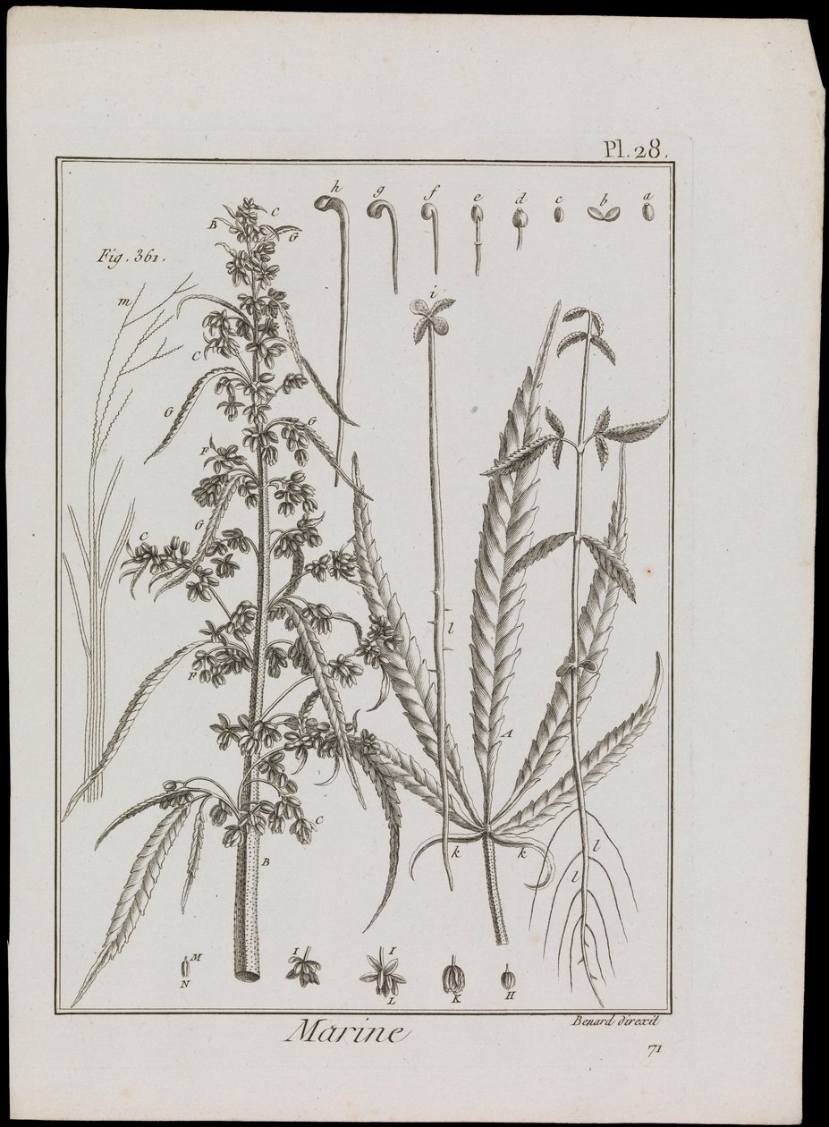 Marineschema von Blumen, ca. 1810 von Robert Benard