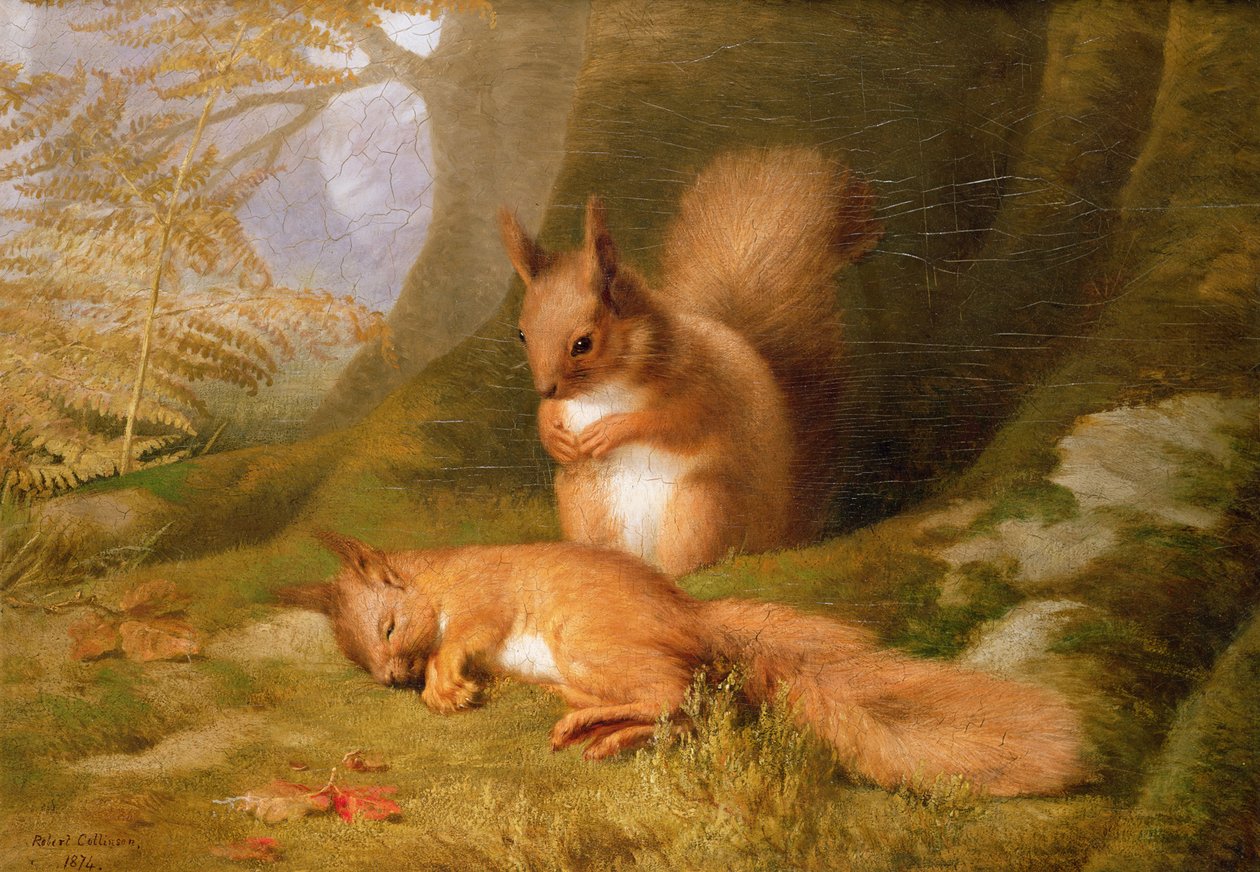 Eichhörnchen im Wald von Robert Collinson