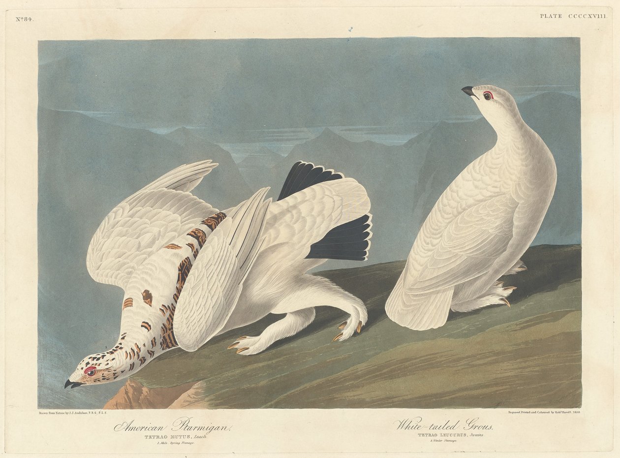 Amerikanisches Schneehuhn und Weißschwanz-Schneehuhn, 1838 von Robert Havell