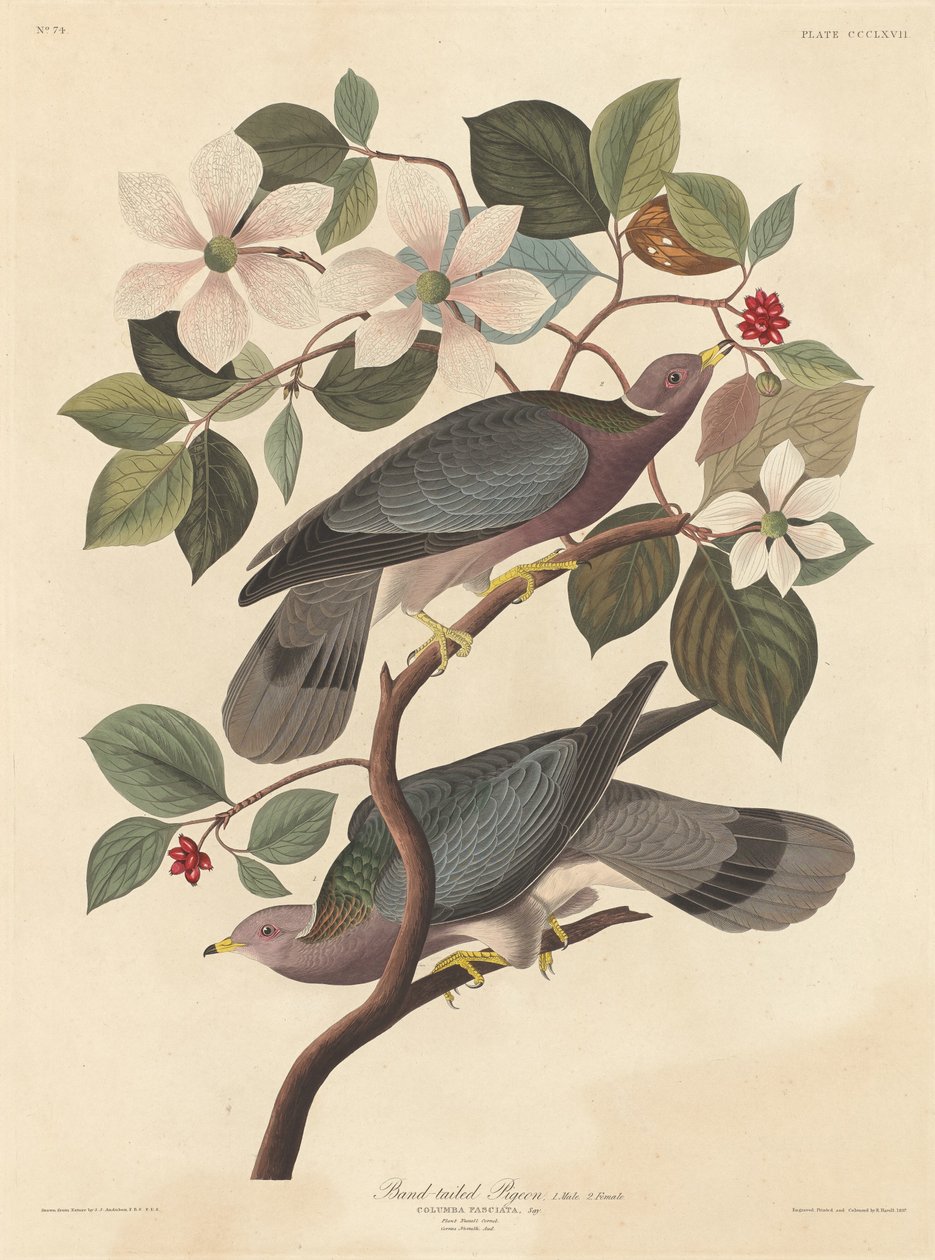 Bandtaube, 1837 von Robert Havell