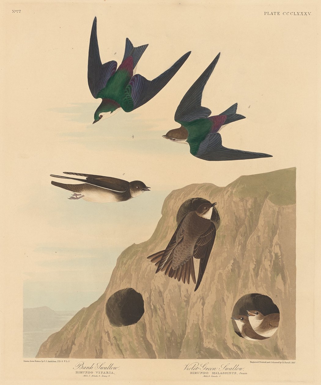 Uferschwalbe und Grünviolettschwalbe von Robert Havell