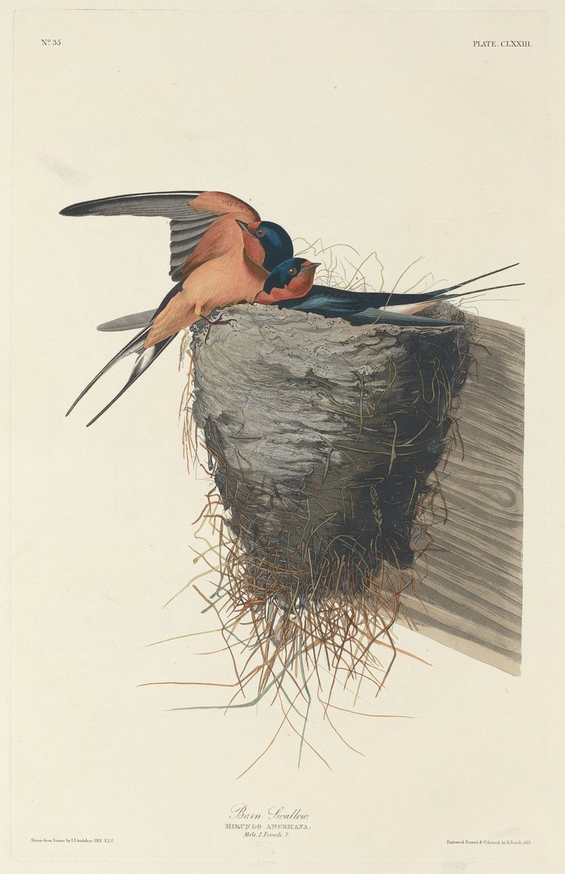 Rauchschwalbe, 1833 von Robert Havell