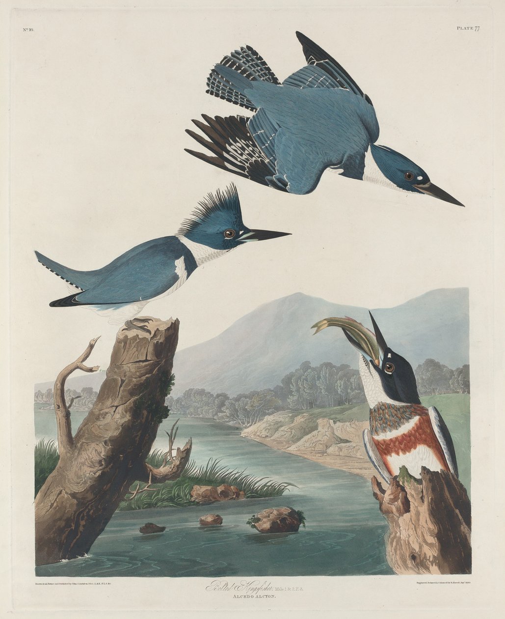 Gürtelfischer von Robert Havell