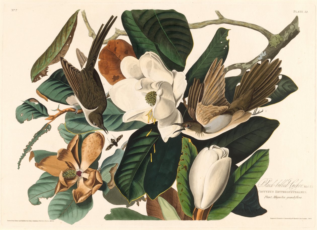 Schwarzschnabelkuckuck von Robert Havell