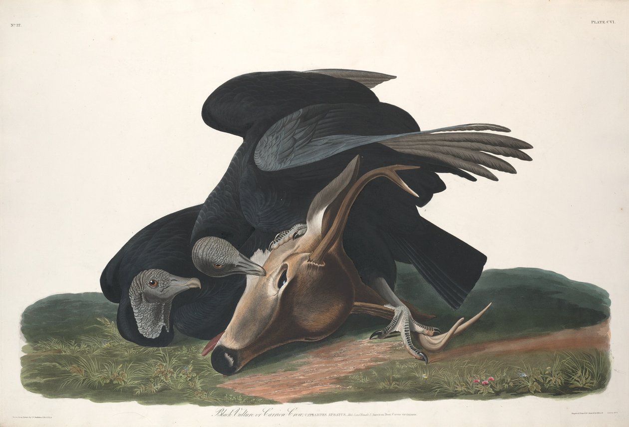 Schwarzgeier, 1831 von Robert Havell