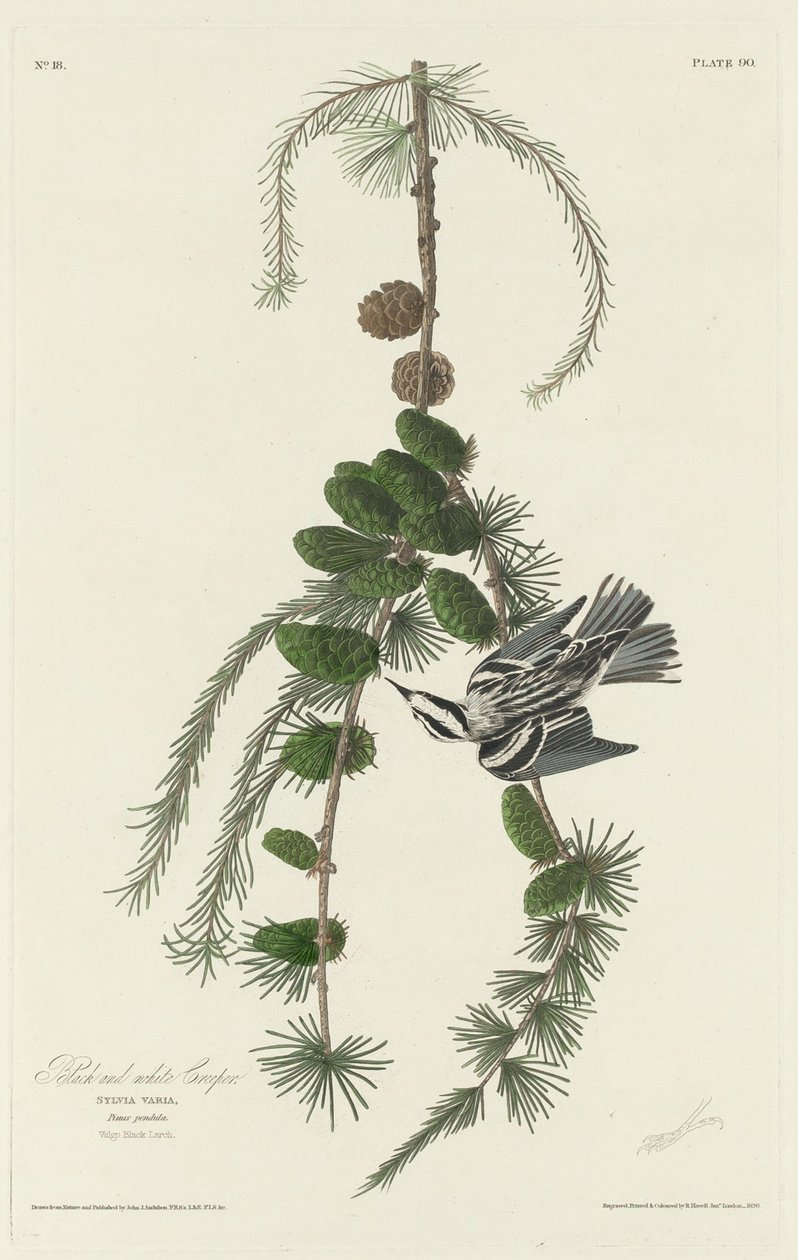 Schwarz-weißer Baumläufer, 1830 von Robert Havell