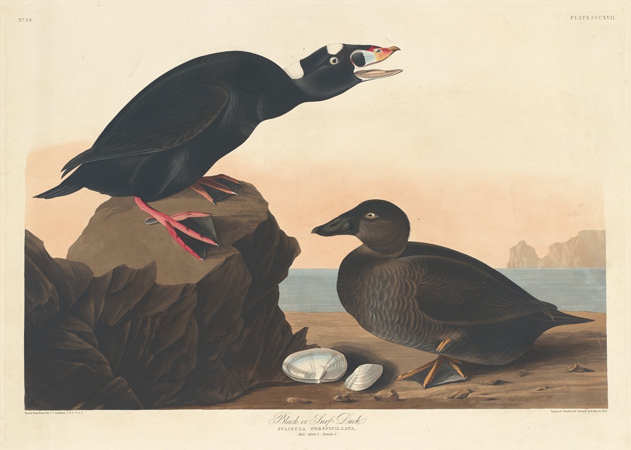 Schwarze oder Brandente, 1836 von Robert Havell