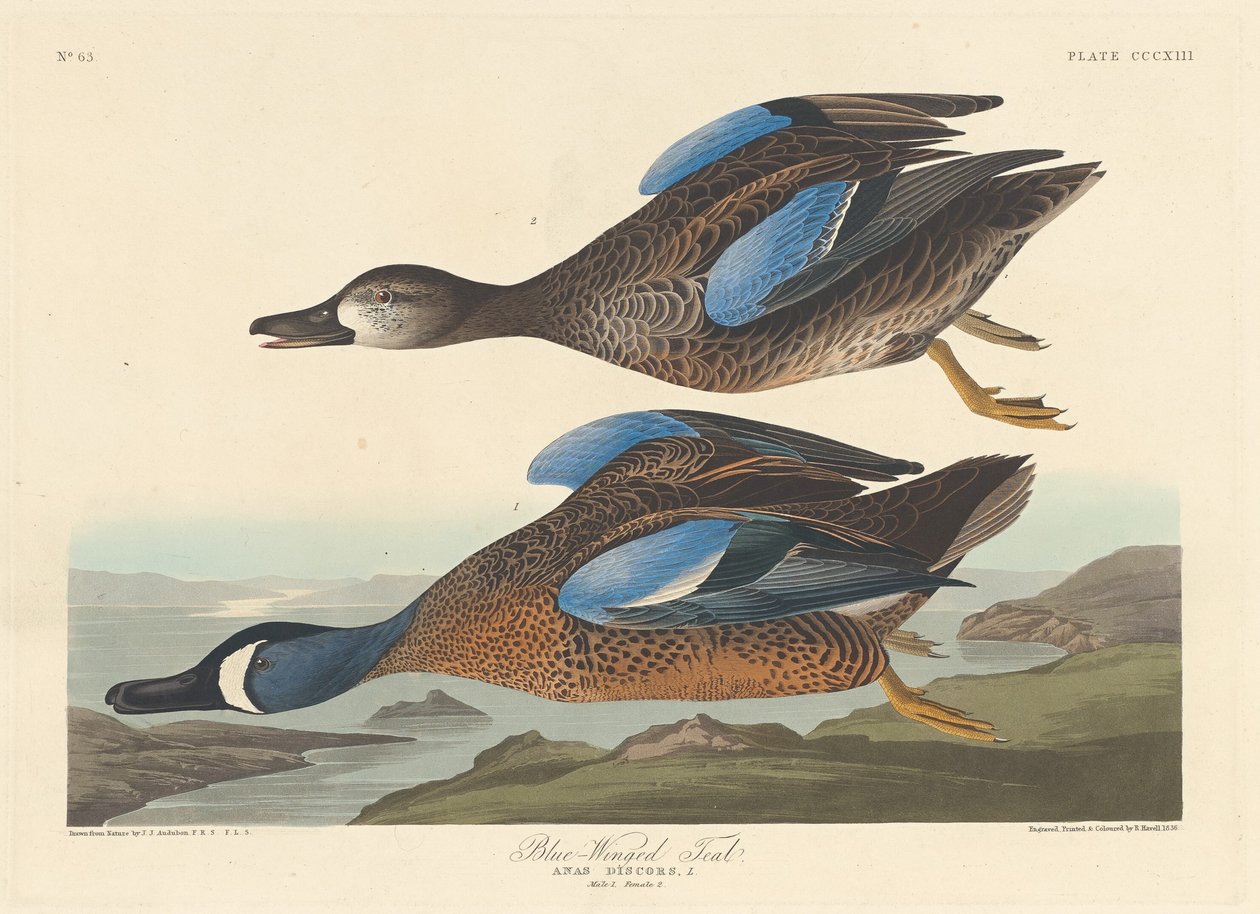 Blauflügelente, 1836 von Robert Havell