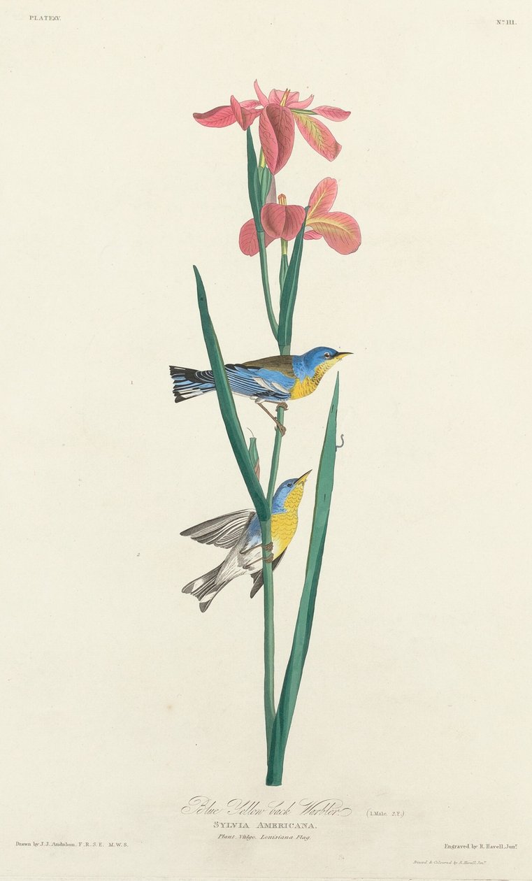 Blau-Gelb-Rückensänger, 1827 von Robert Havell