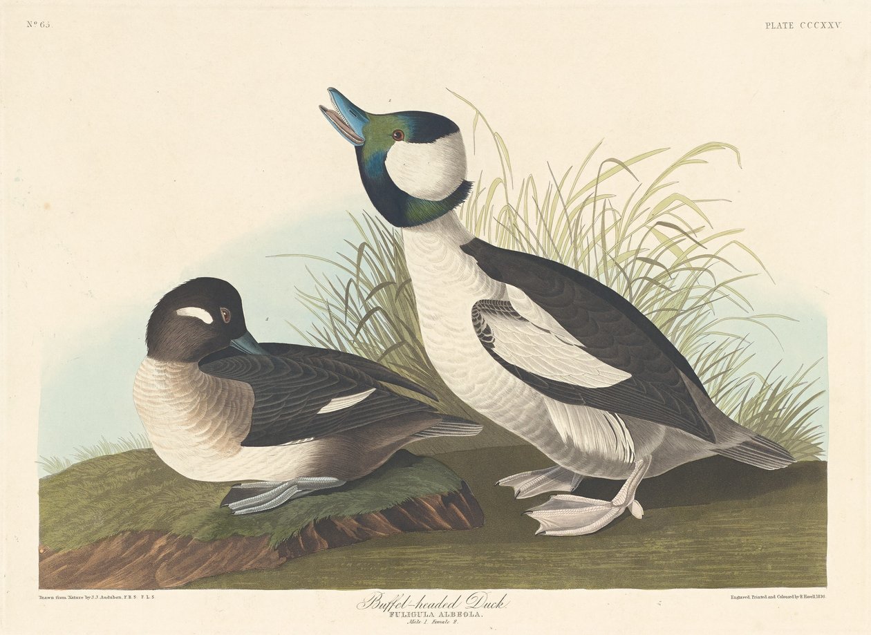 Büffelkopfente, 1836 von Robert Havell