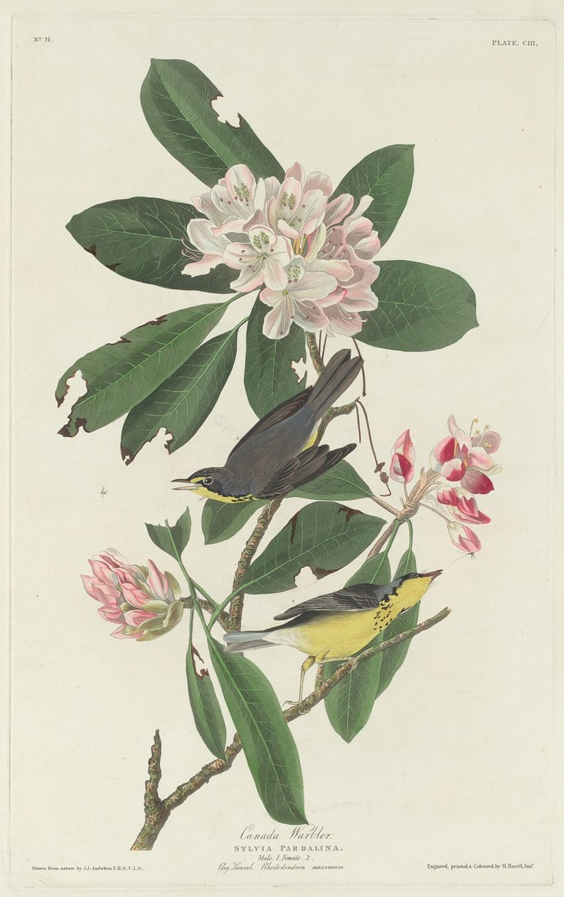 Kanadawaldsänger, 1831 von Robert Havell