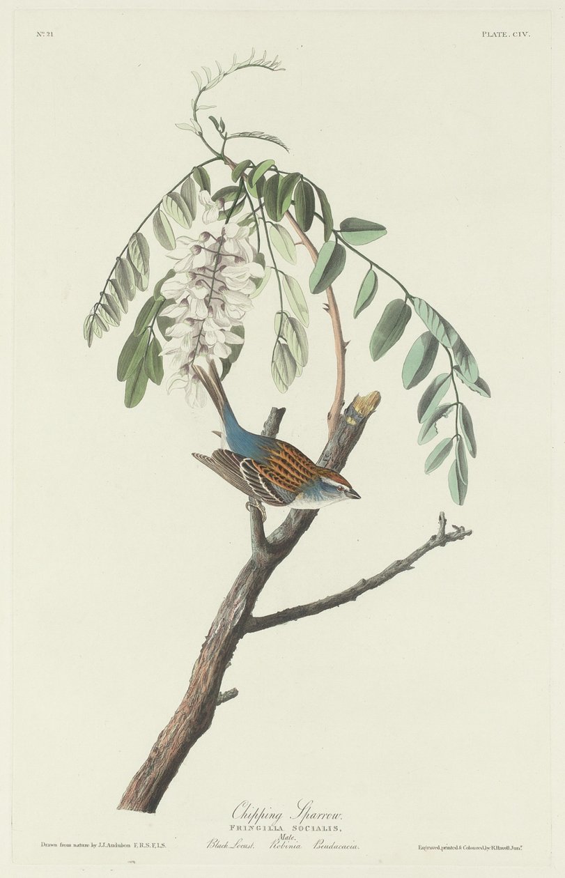 Feldsperling von Robert Havell