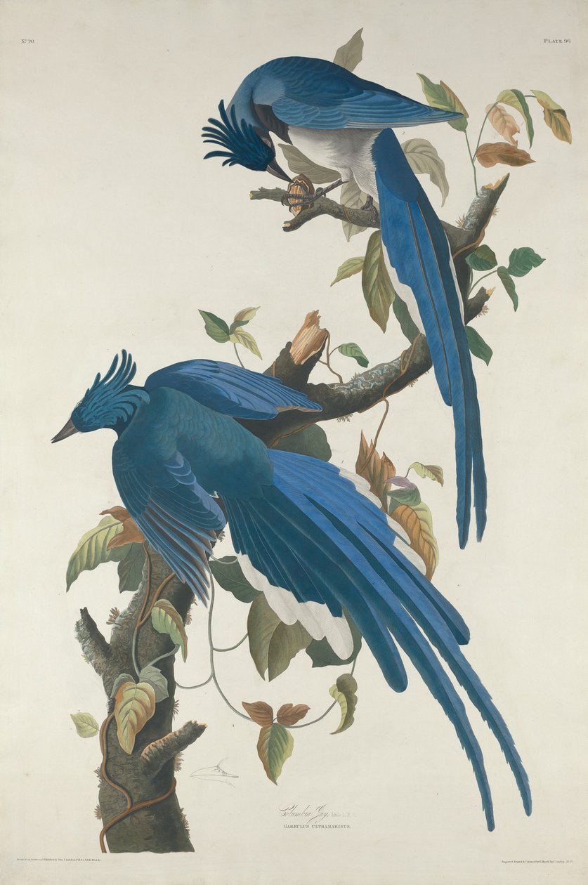 Columbia Jay, 1830 von Robert Havell