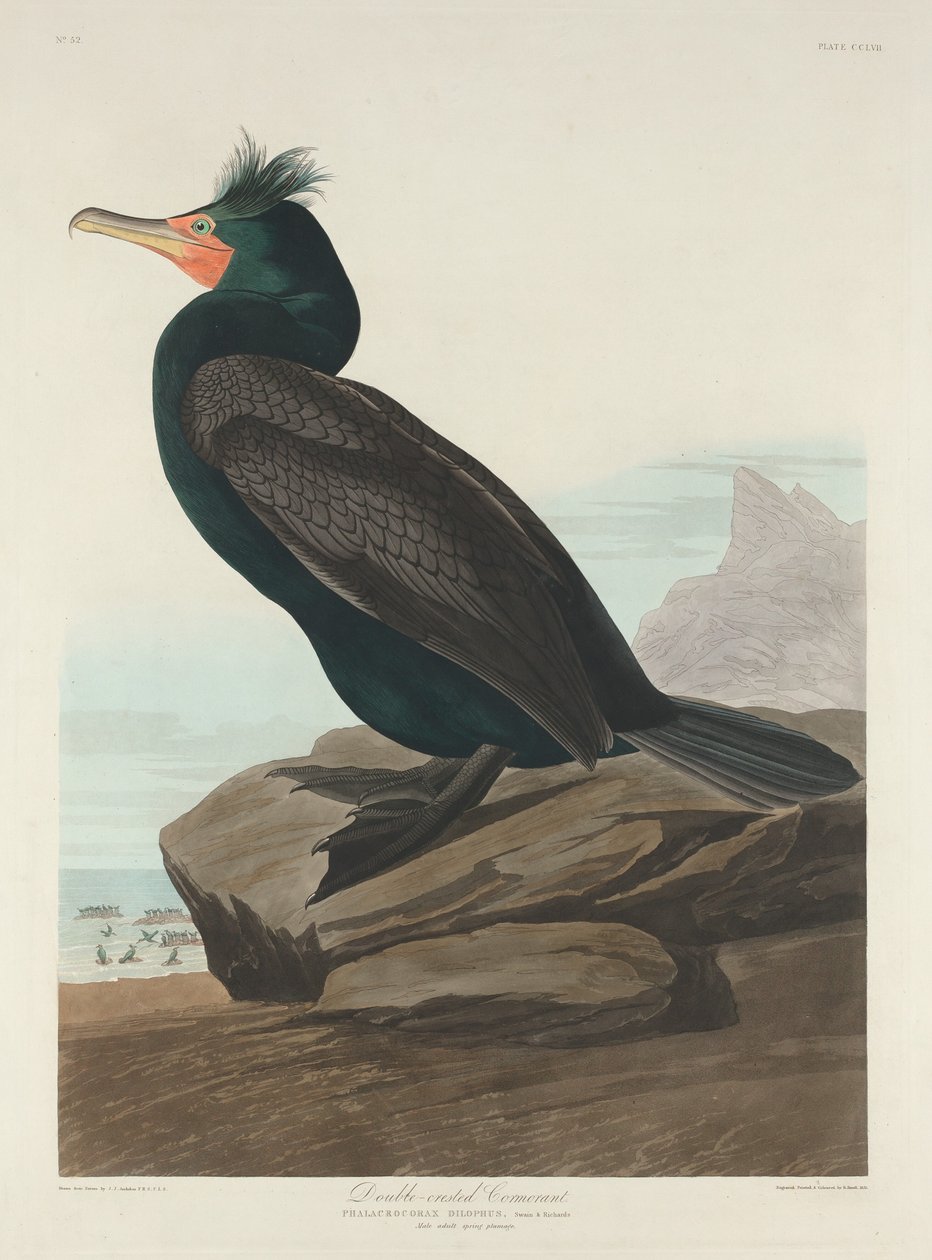 Doppelkammorant, 1835 von Robert Havell