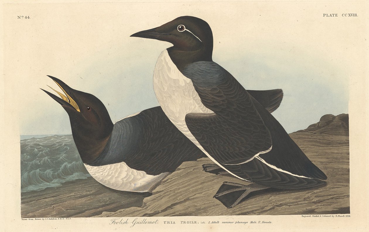 Tölpel, 1834 von Robert Havell