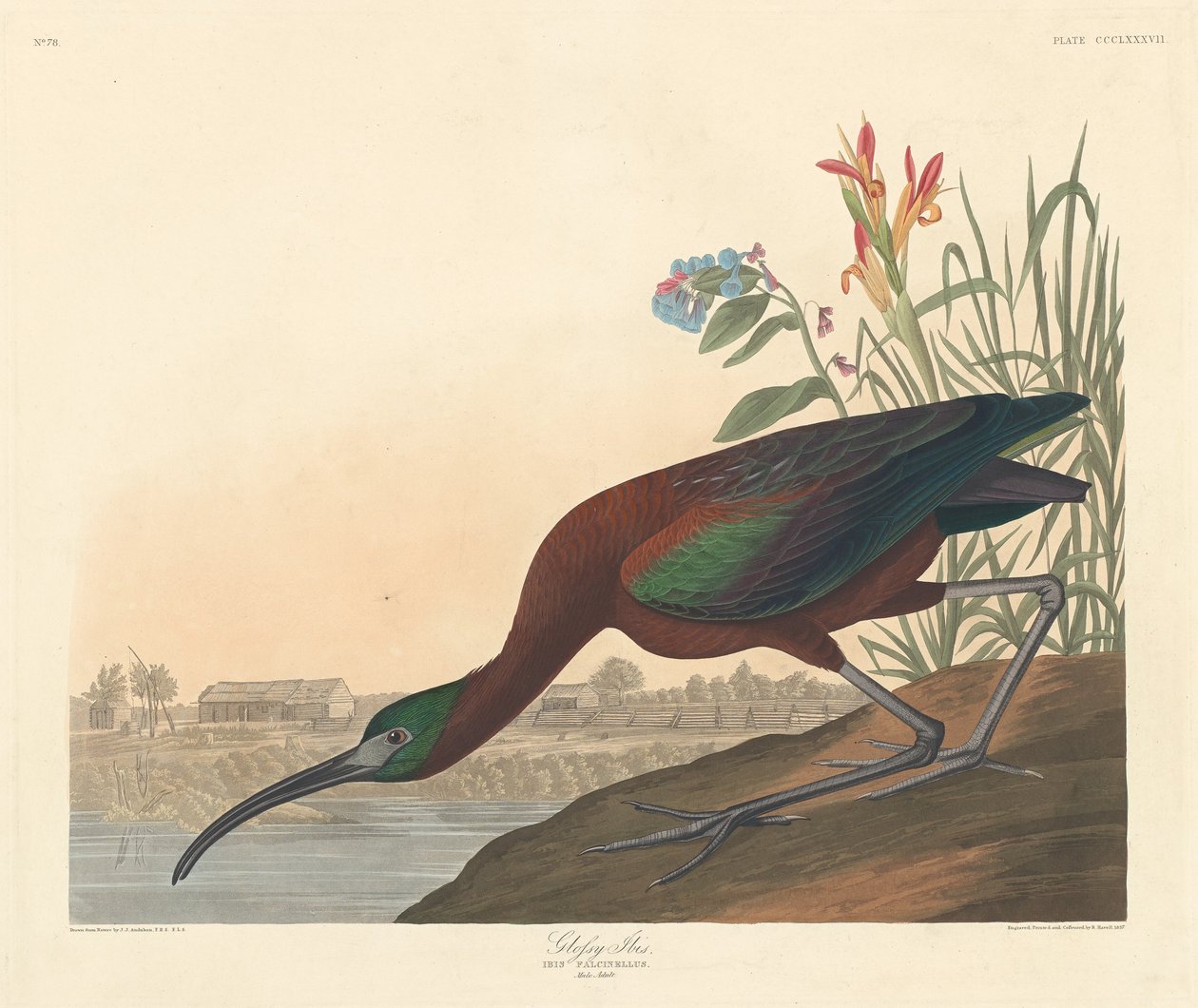 Glanzibis, 1837 von Robert Havell